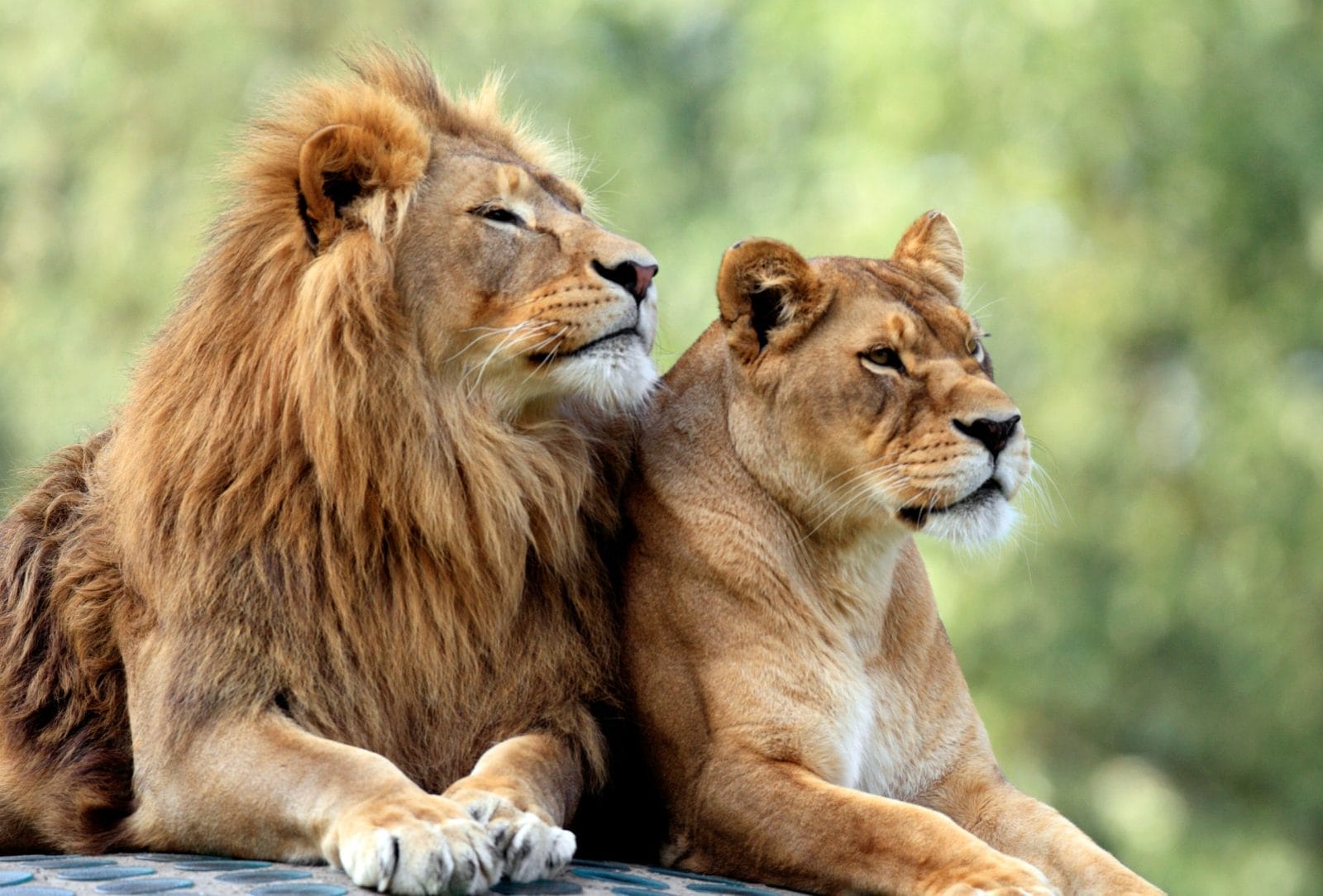 lions