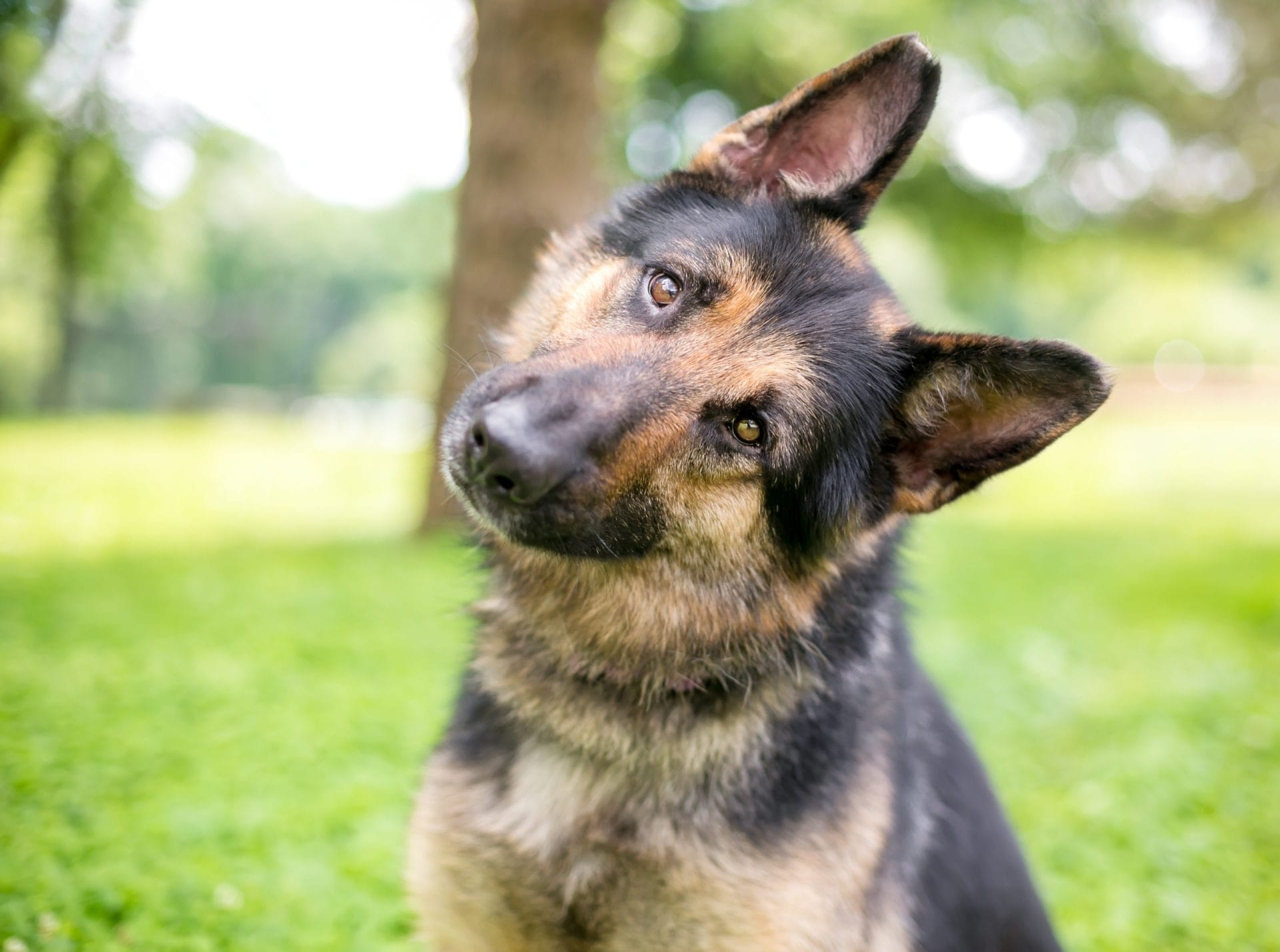 Dog tilting their head