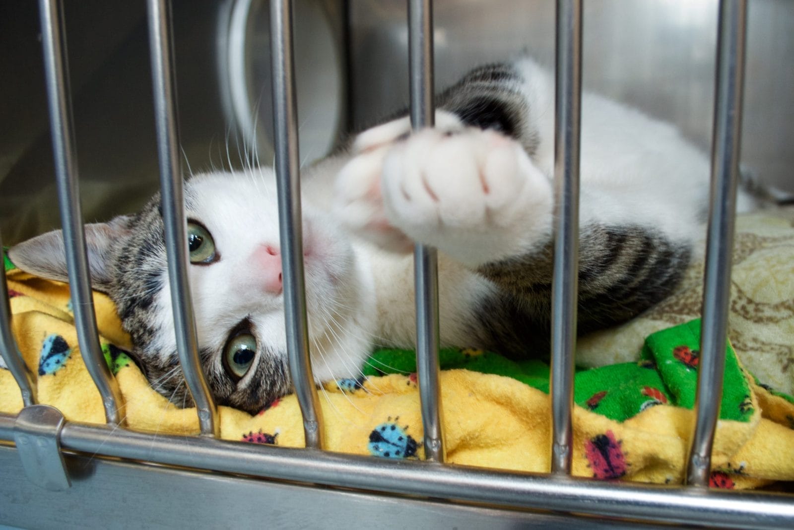 white and gray rescue cat lays in kennel at shelter
