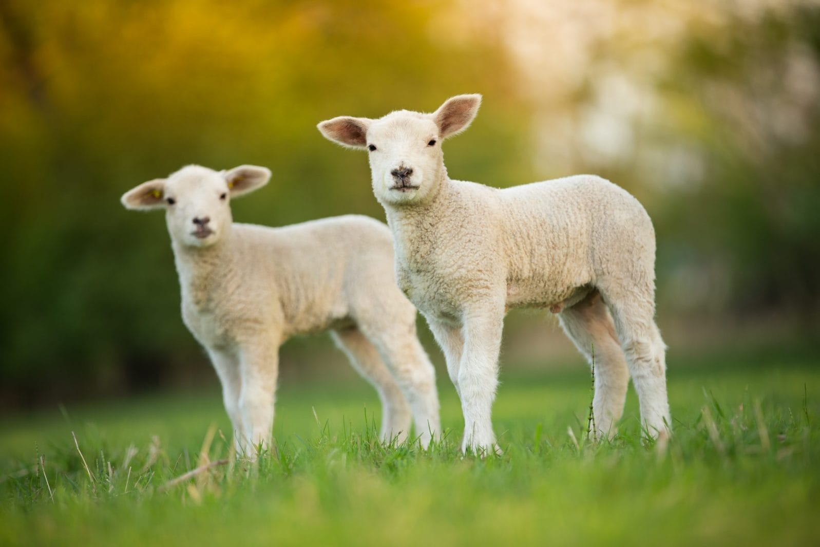 lamb
