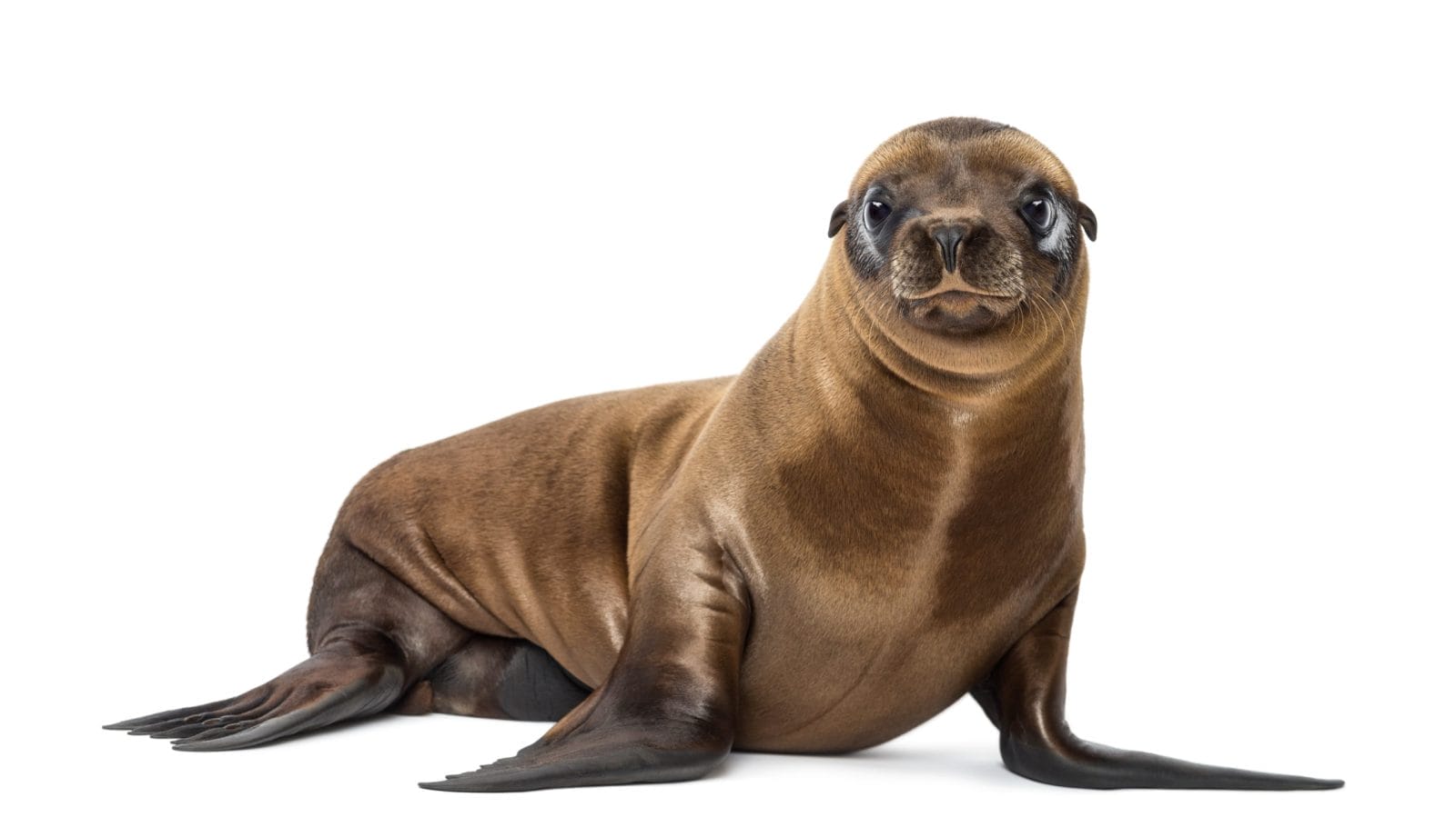 sea lion