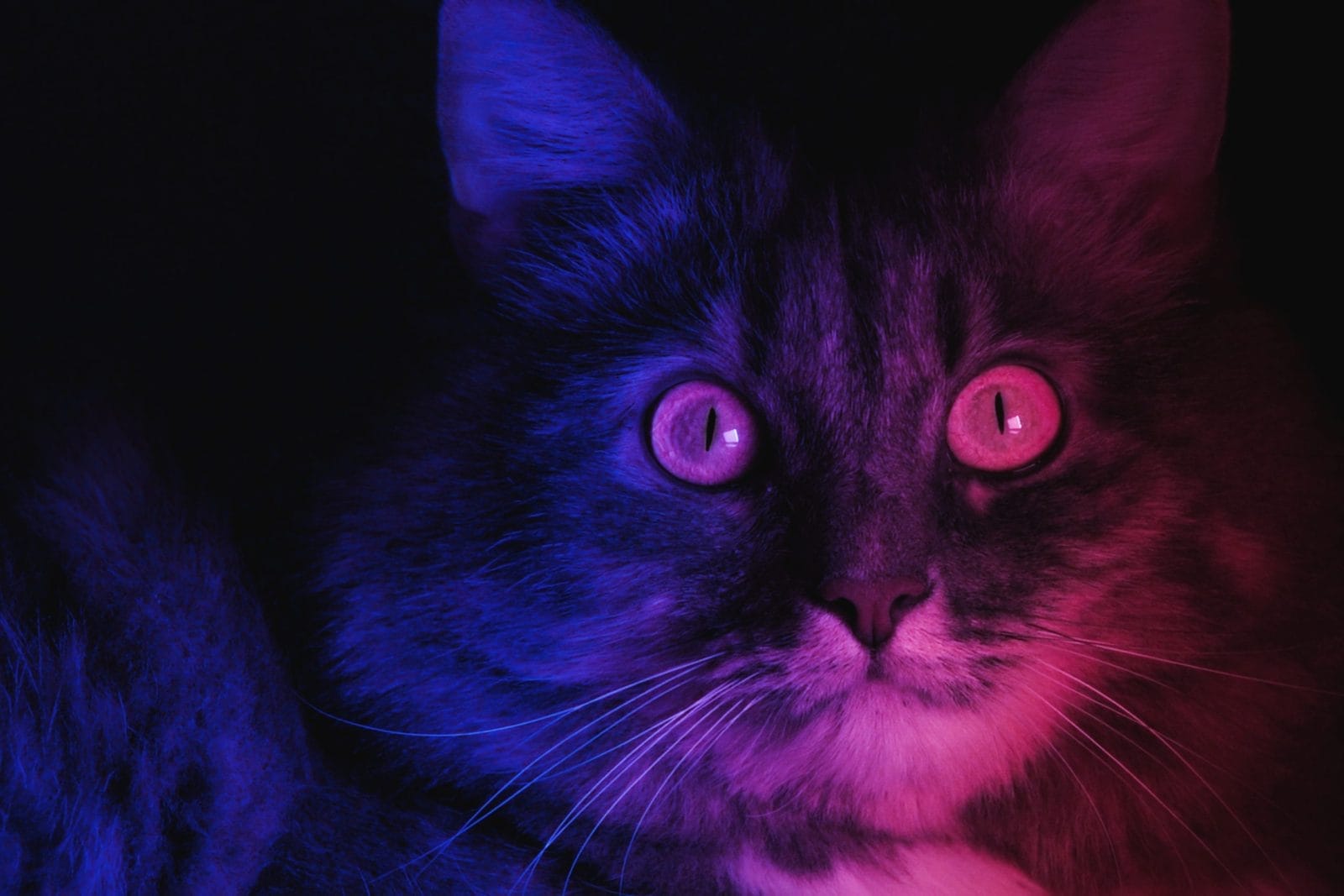 Cat with fluorescent lights shining. Fluoresce cat