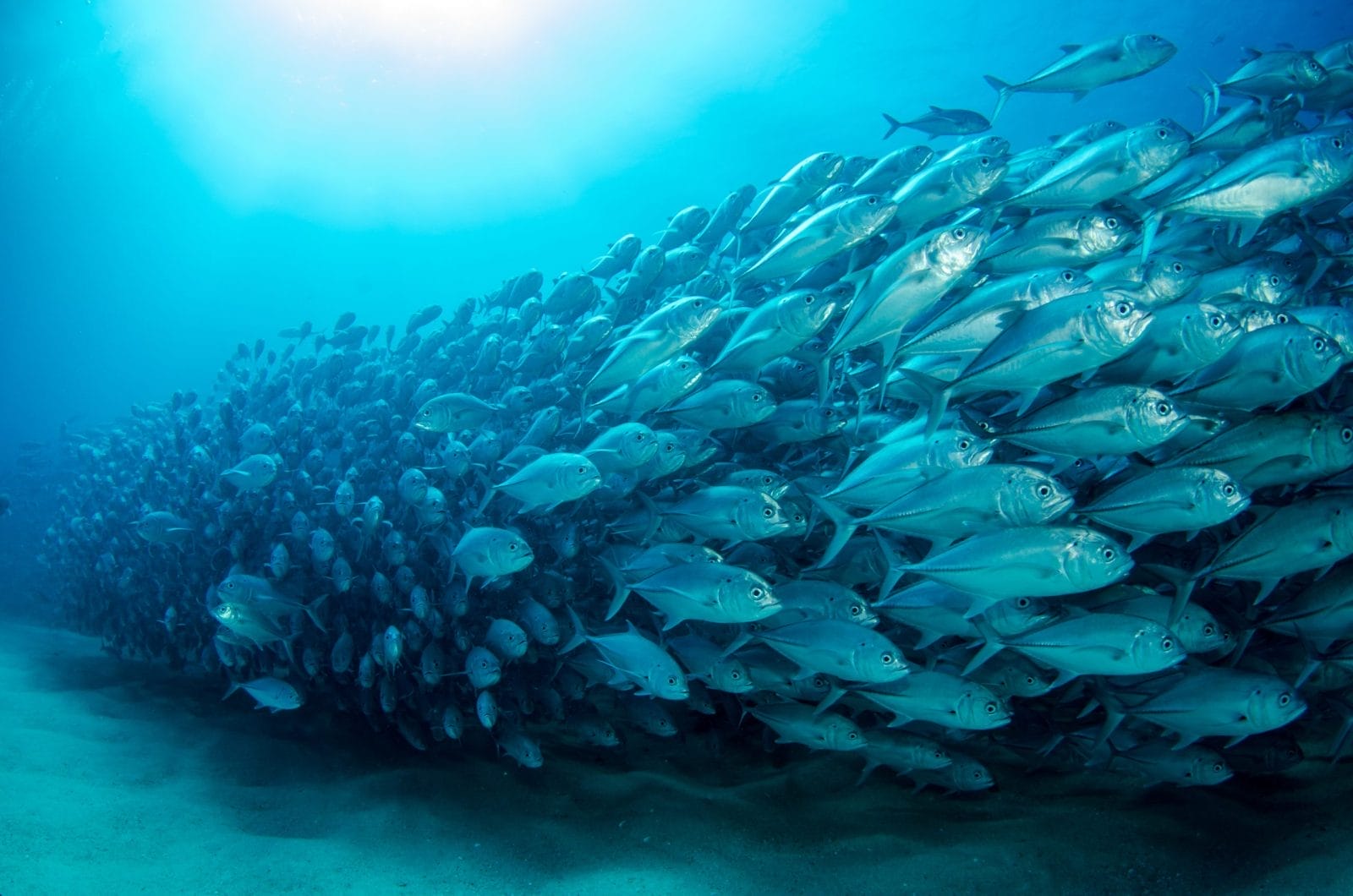 fish