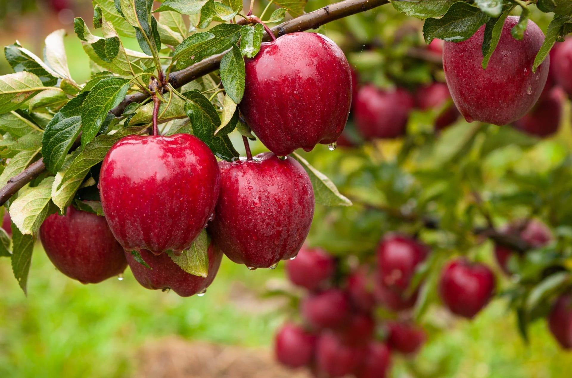 Red apples on a tree