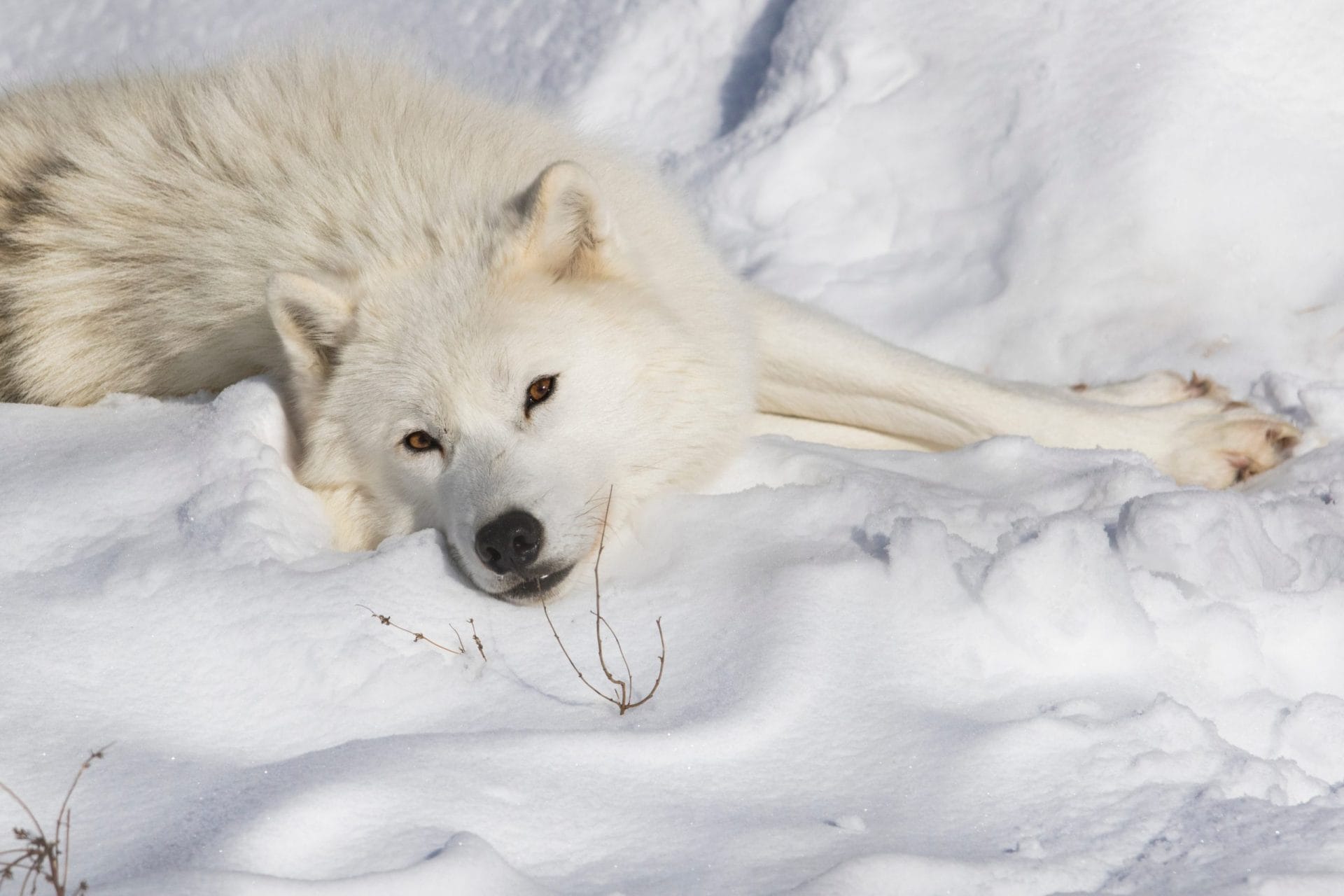 Arctic wolf