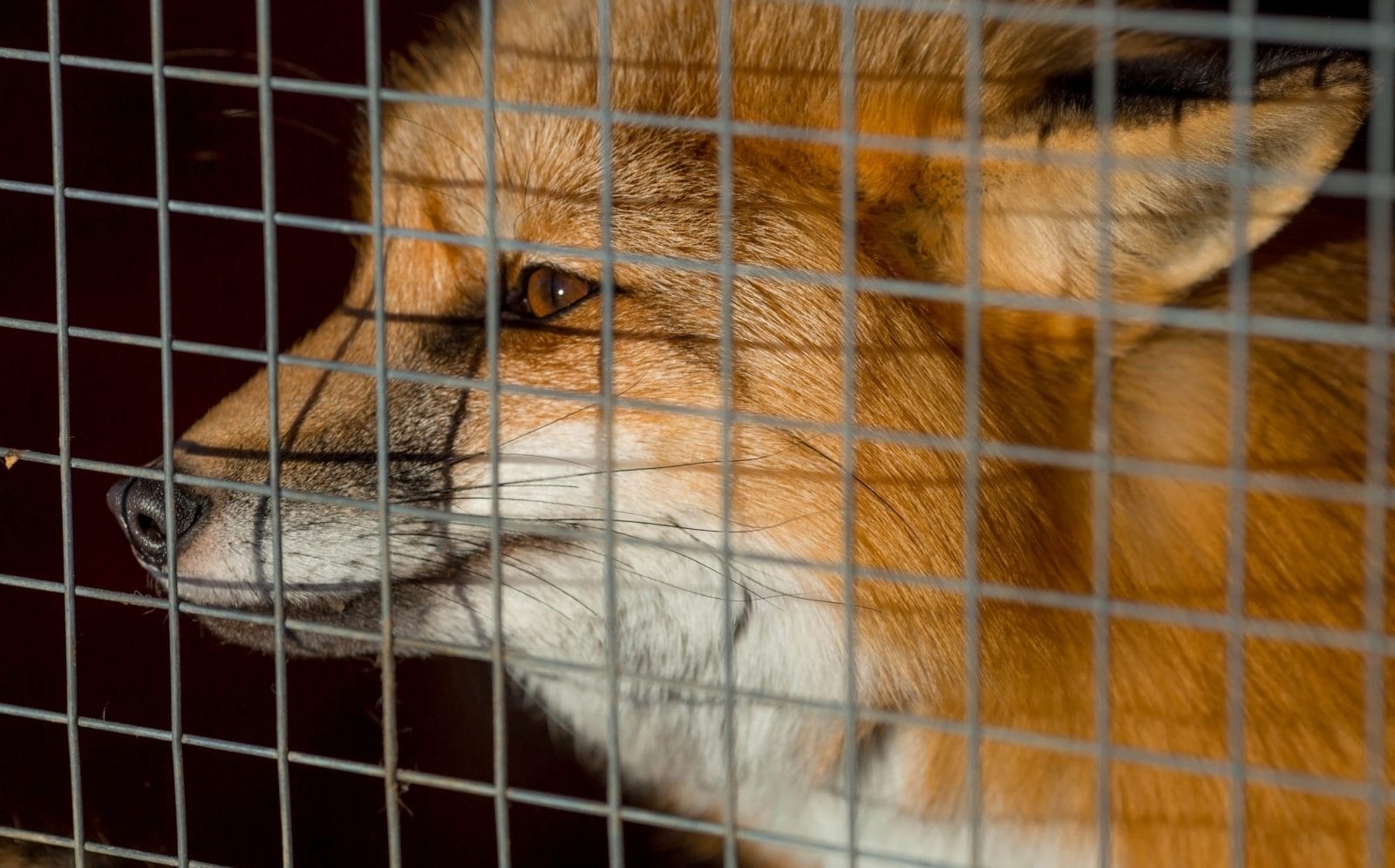 fox caged