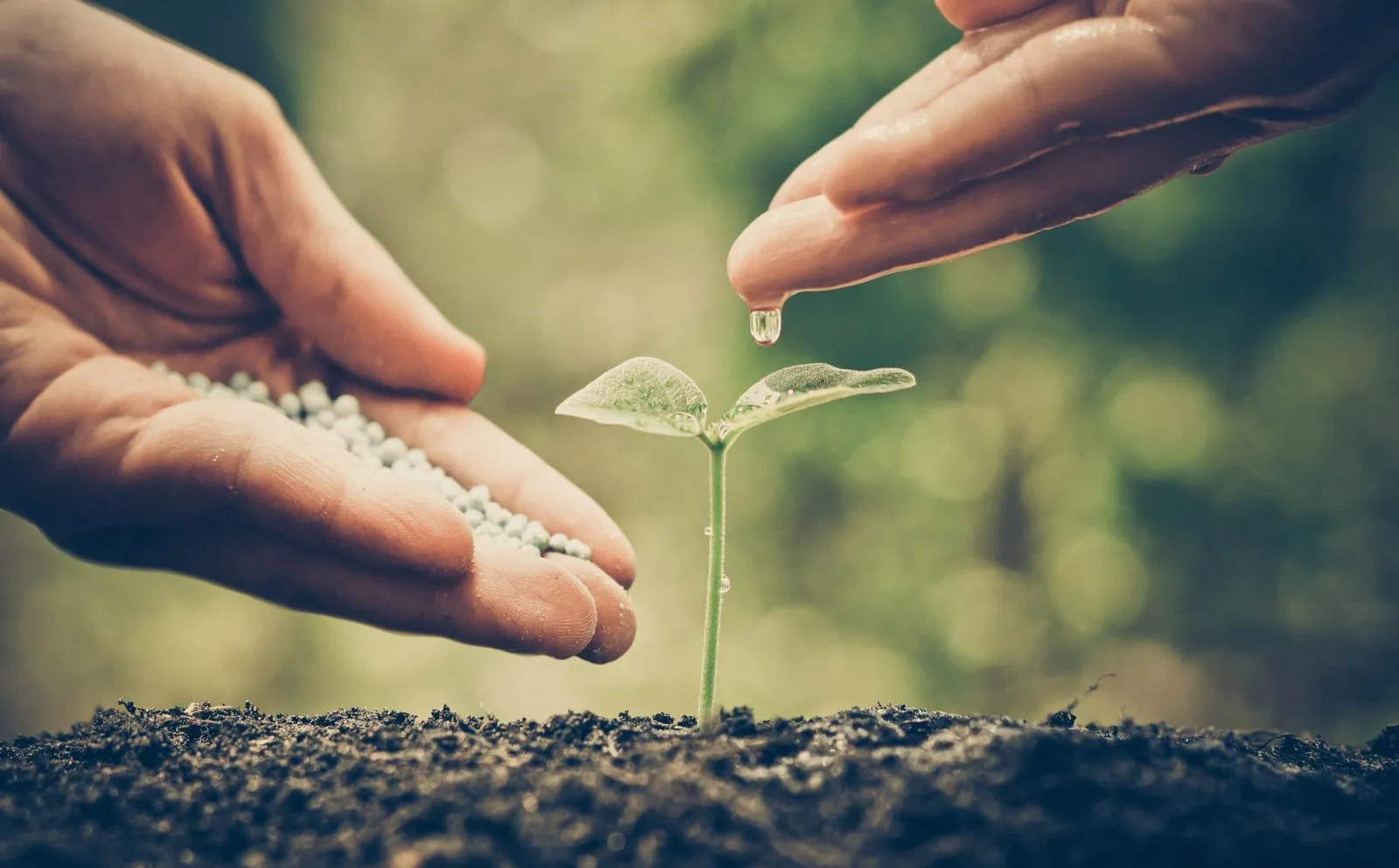 Person putting seeds into soil