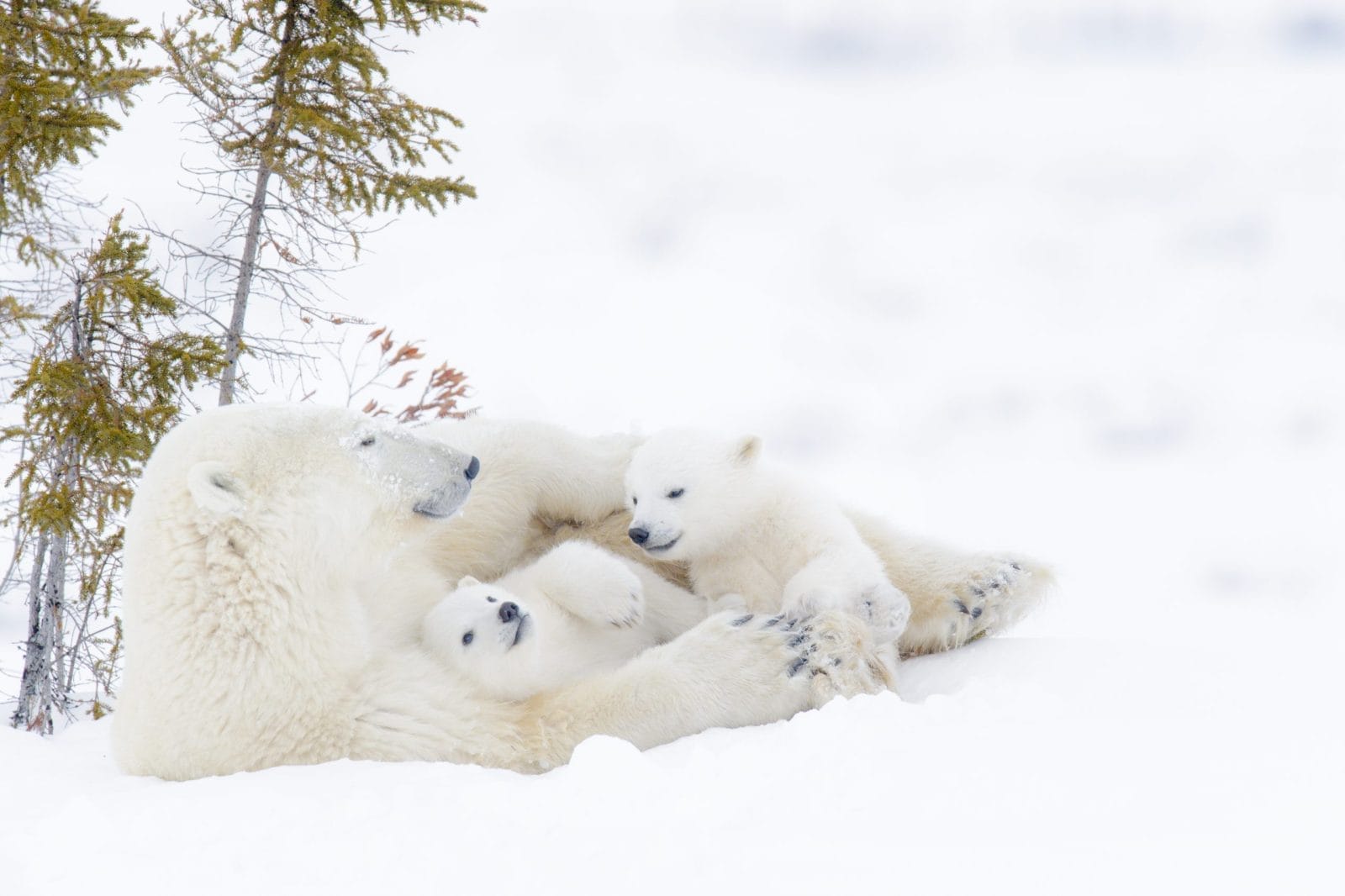 Polar Bears laying in snow. Mother Polar Bear cuddling two cubs.