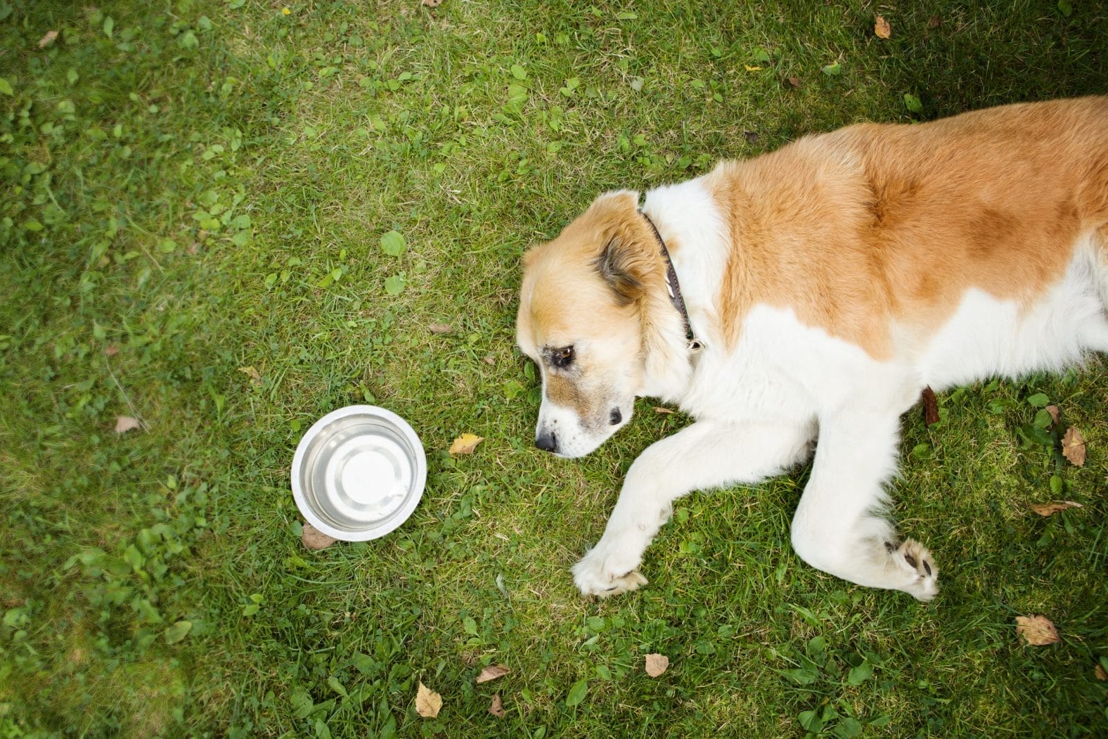 heatstroke dog
