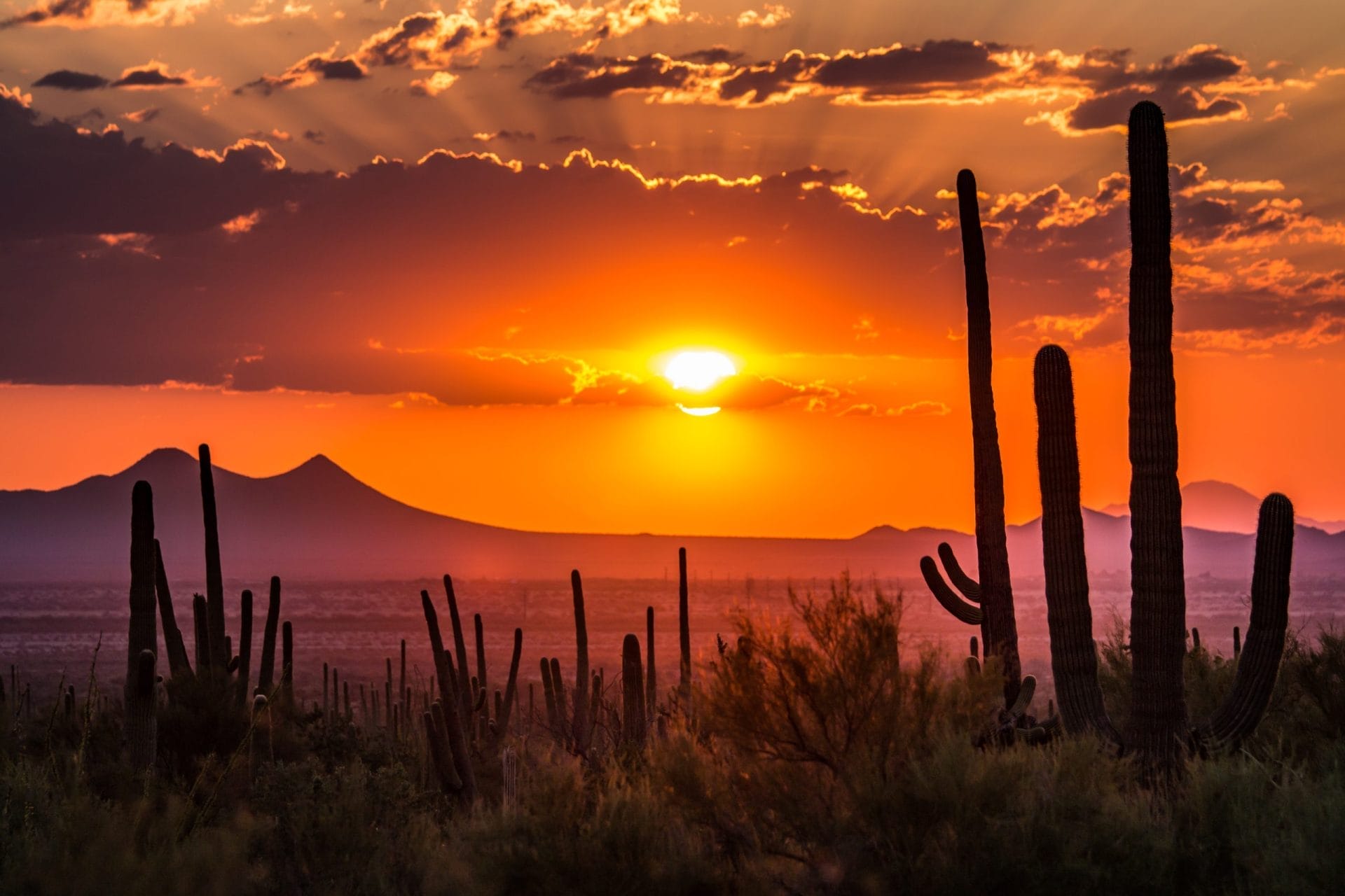 Desert in Tucson, Arizona