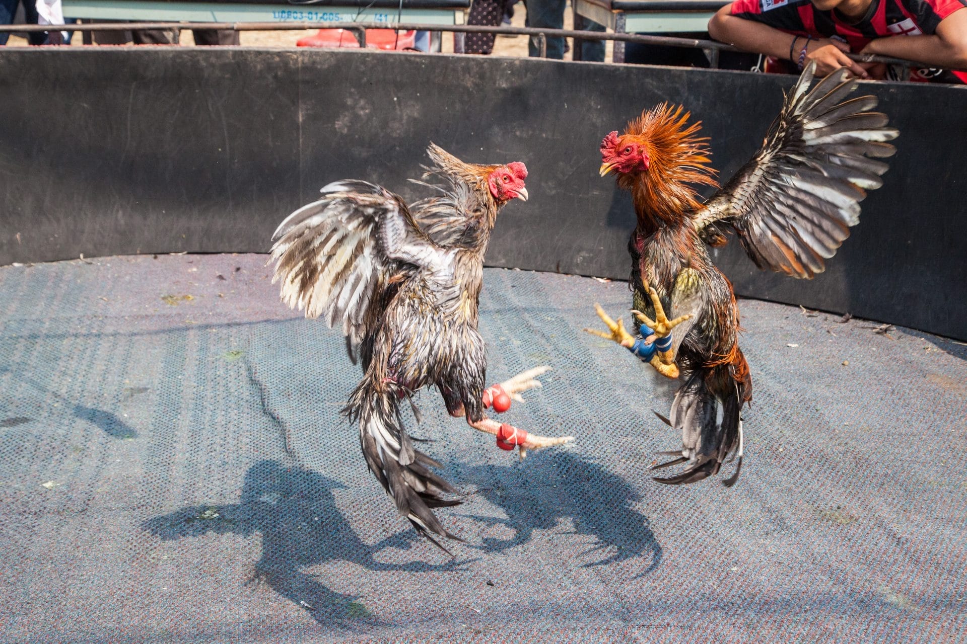 Cockfight