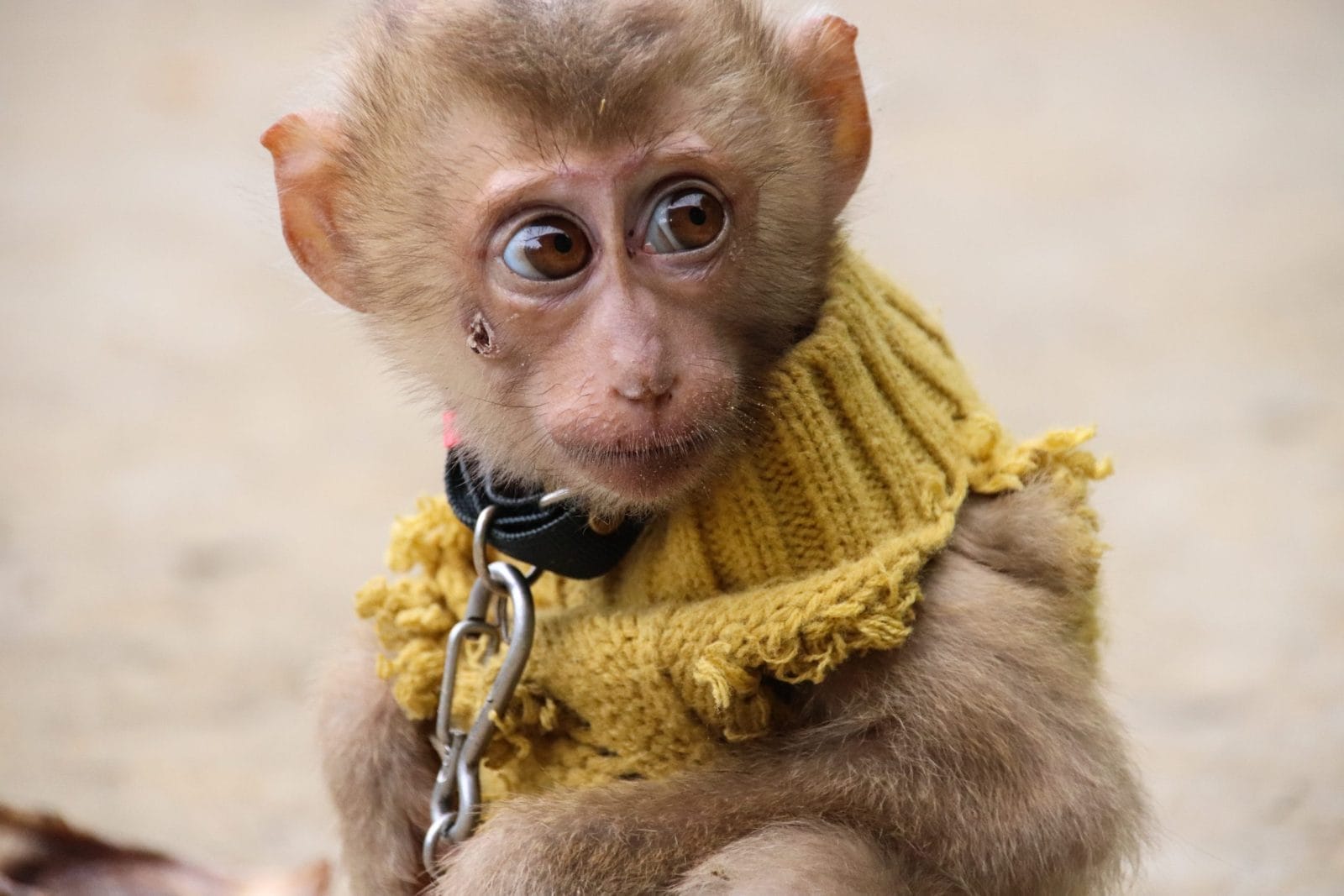 monkey on a leash