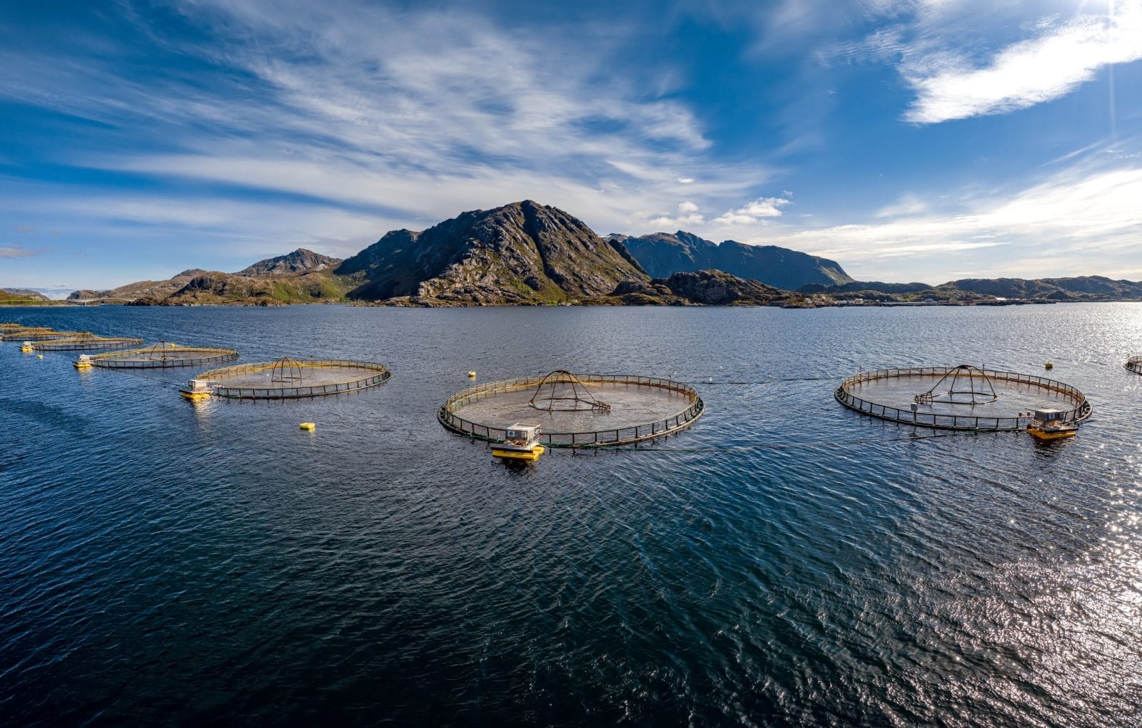 salmon farm in Norway. Escaped salmon. farmed salmon threaten wild salmon.