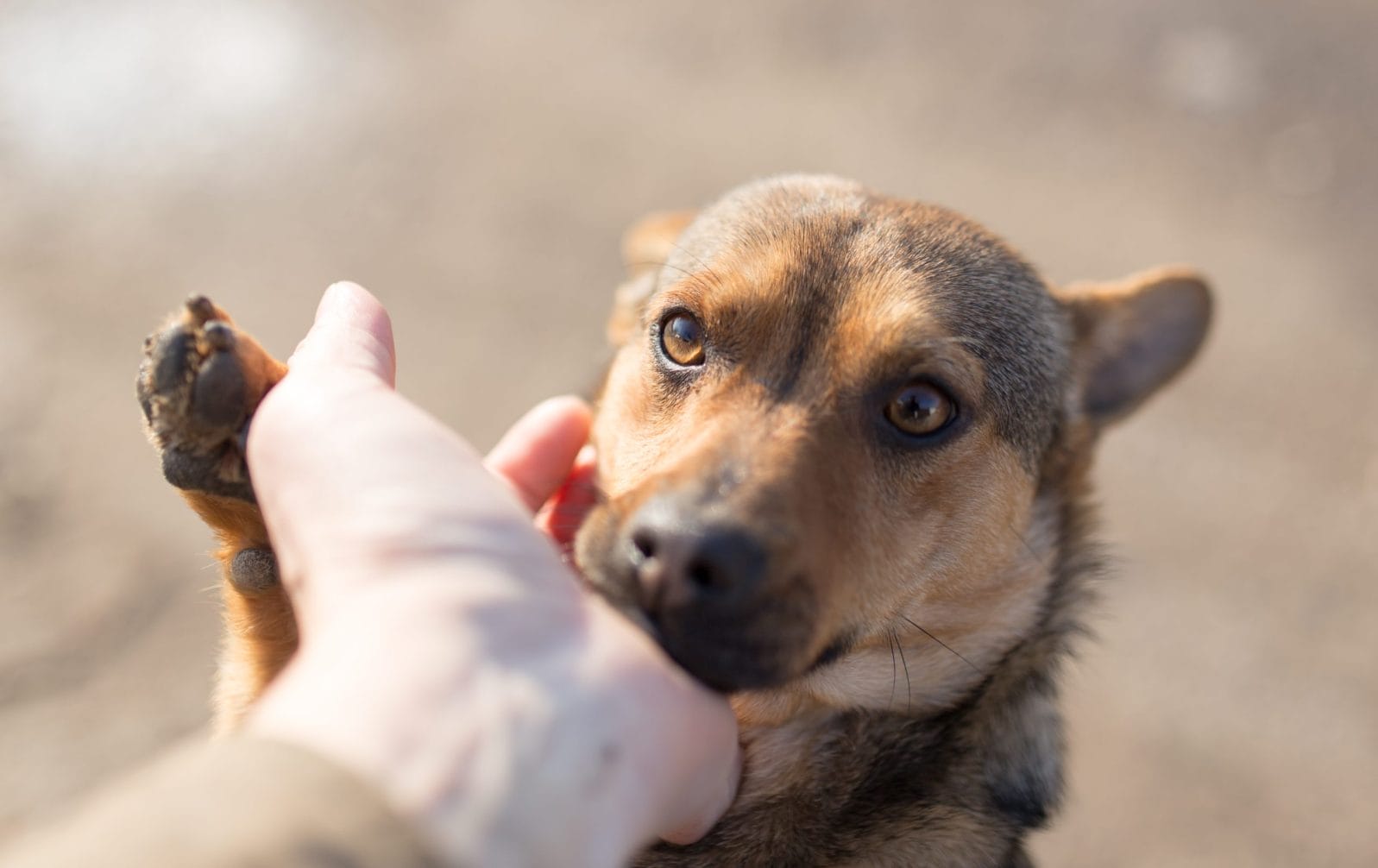 rescue dog