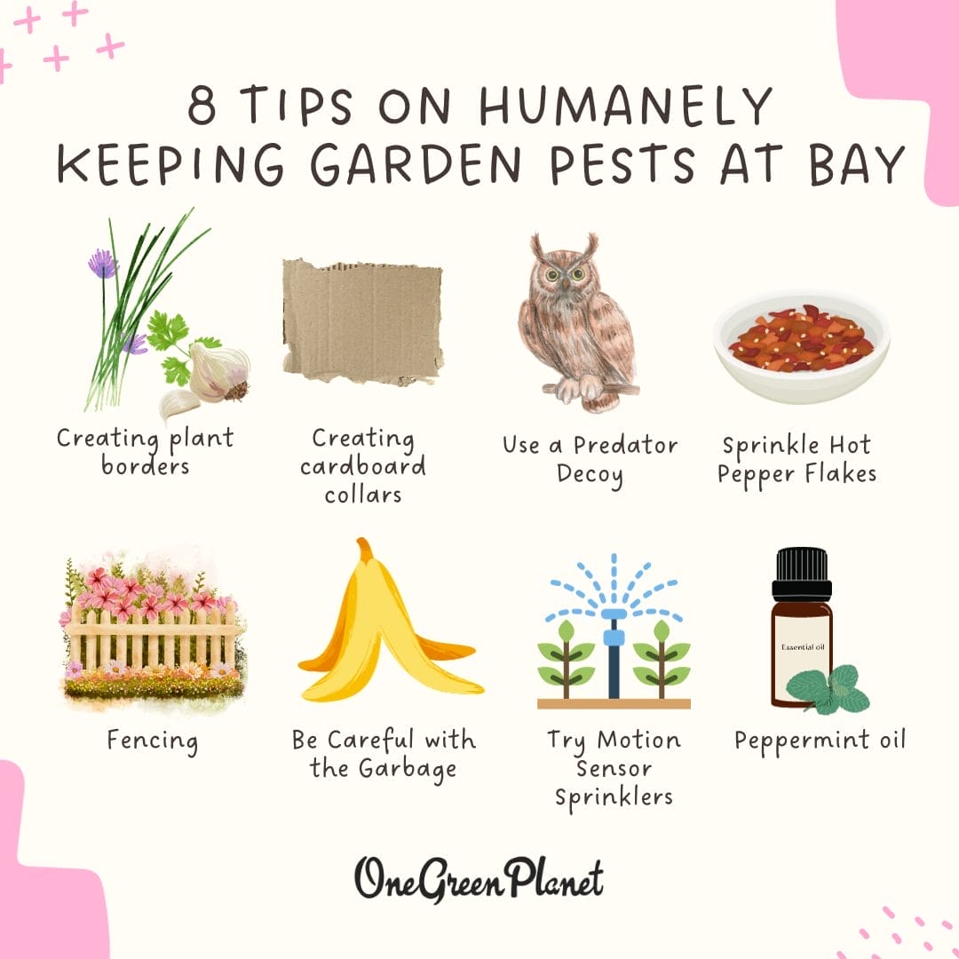 humanely repel garden pests