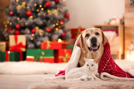 dog and cat laying in front of christmas decorations