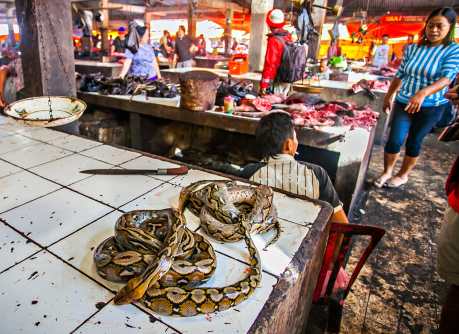 exotic meat market