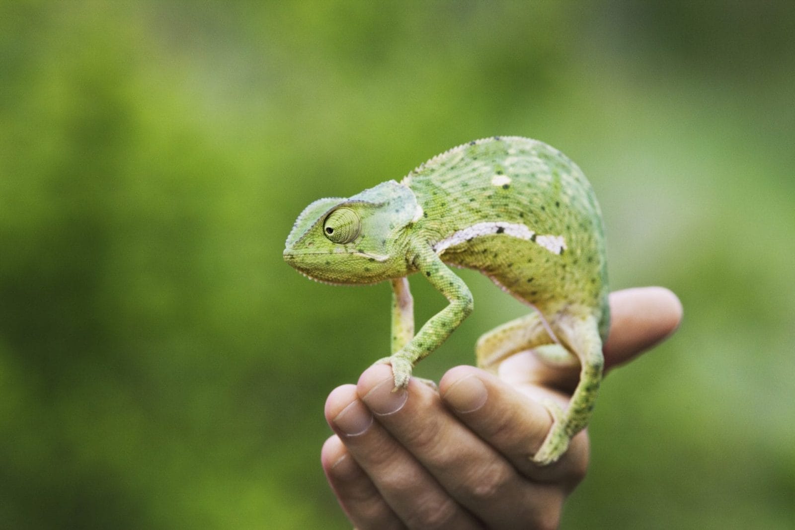 person holding chameleon