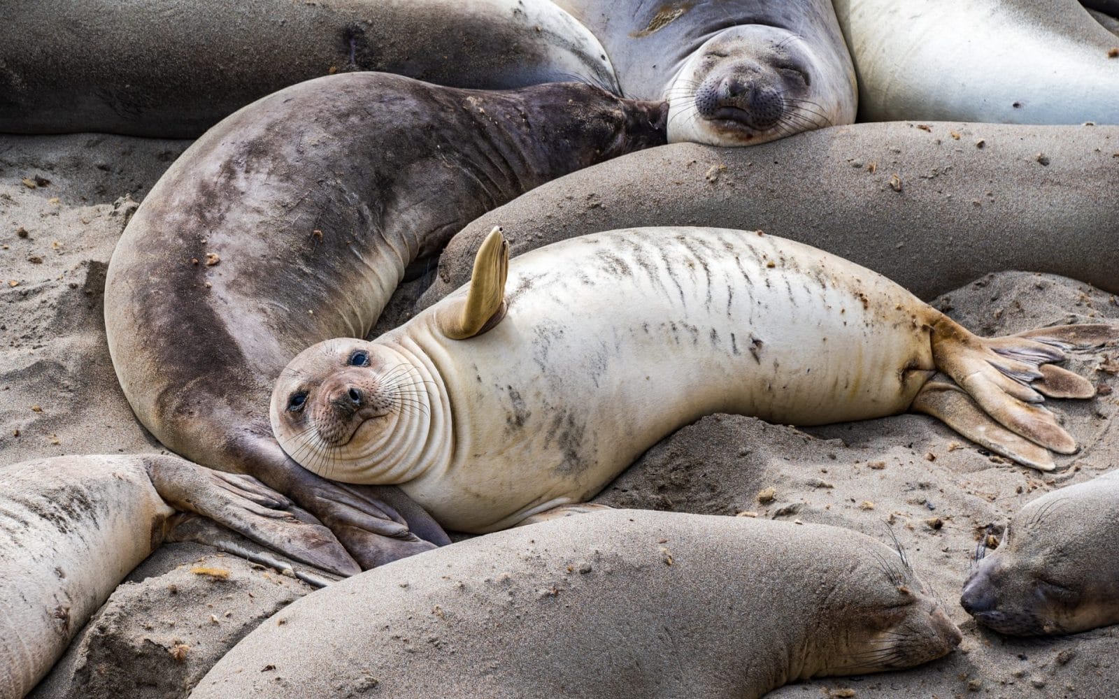 elephant seal