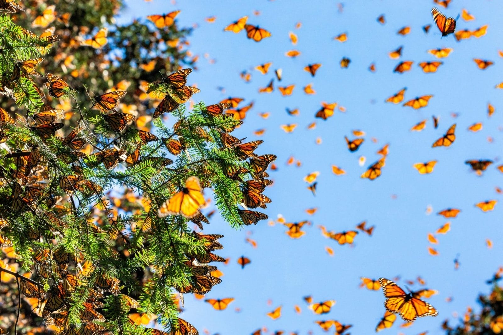 monarch butterfly migration