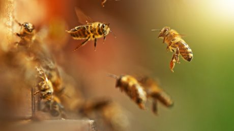 bees