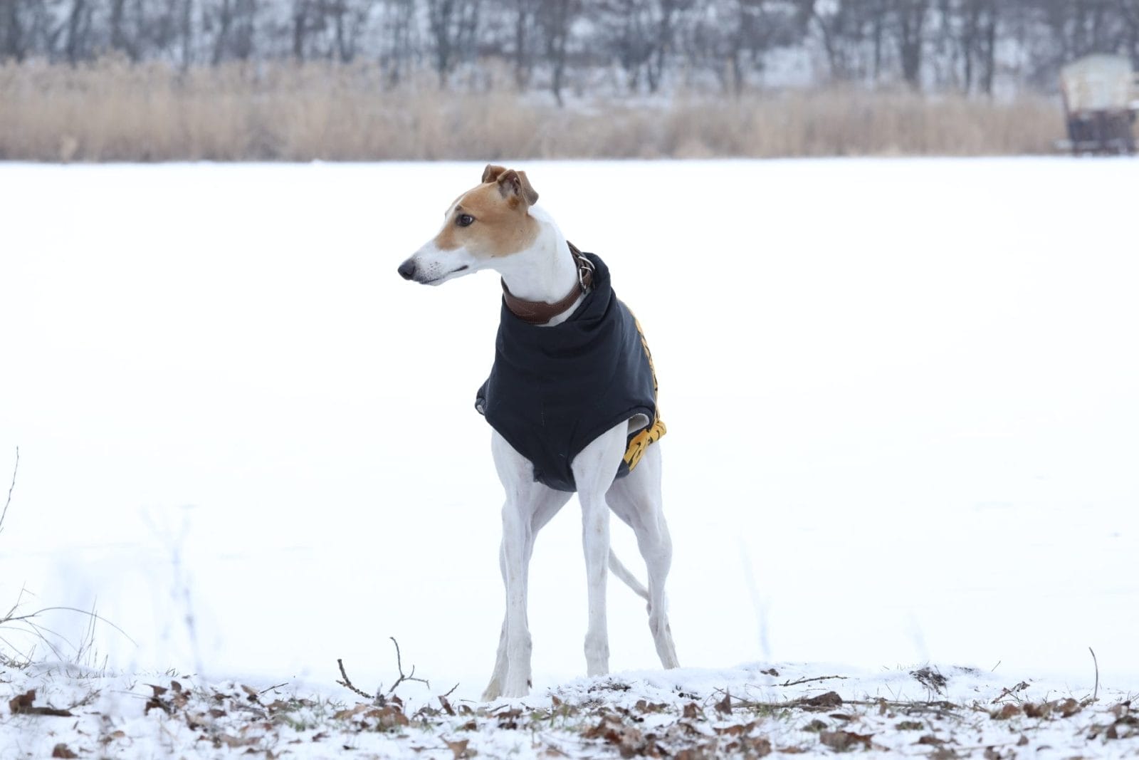 rescue greyhound standing in snow in jacket