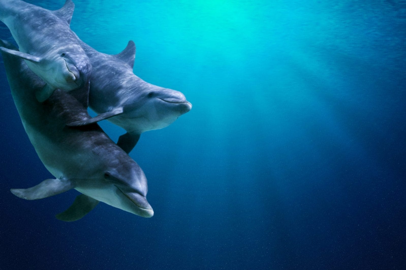 dolphins swimming int he ocean
