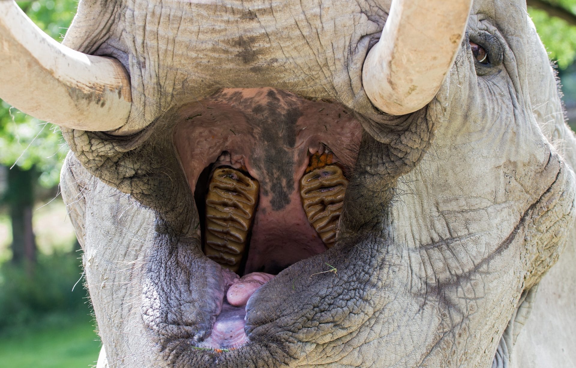 Elephant with their mouth open