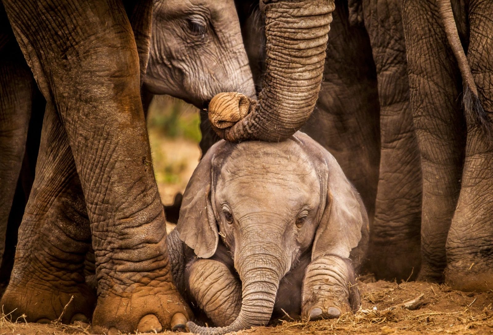 baby elepahnt being comforted by mom