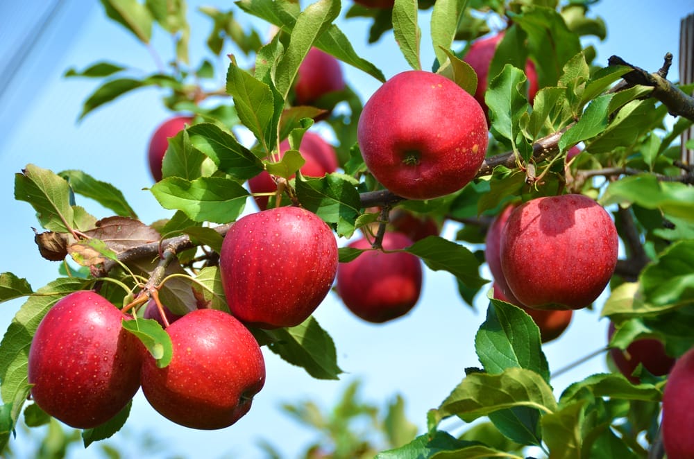 Red apples on a tree