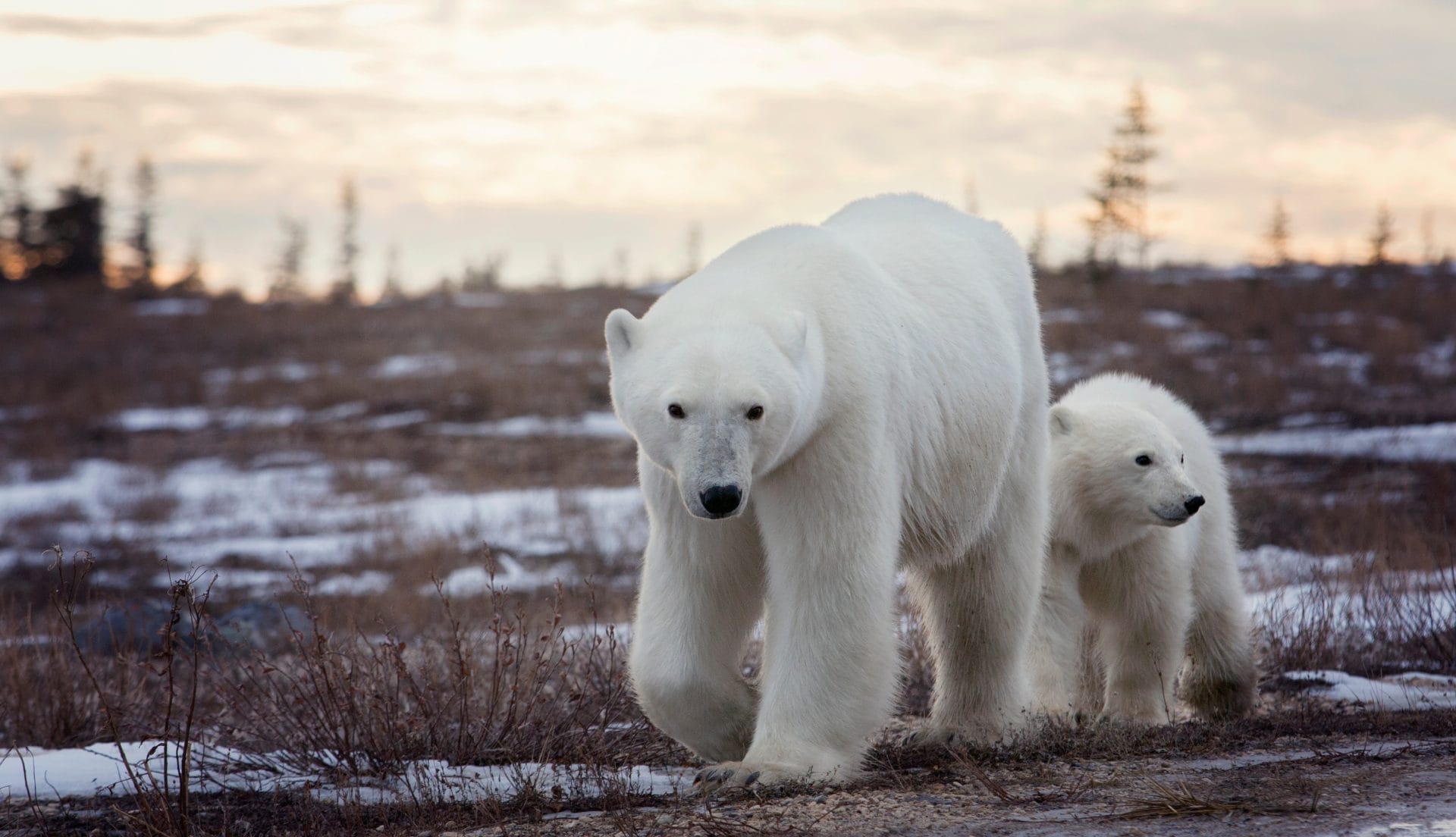Polar bear sow and cub