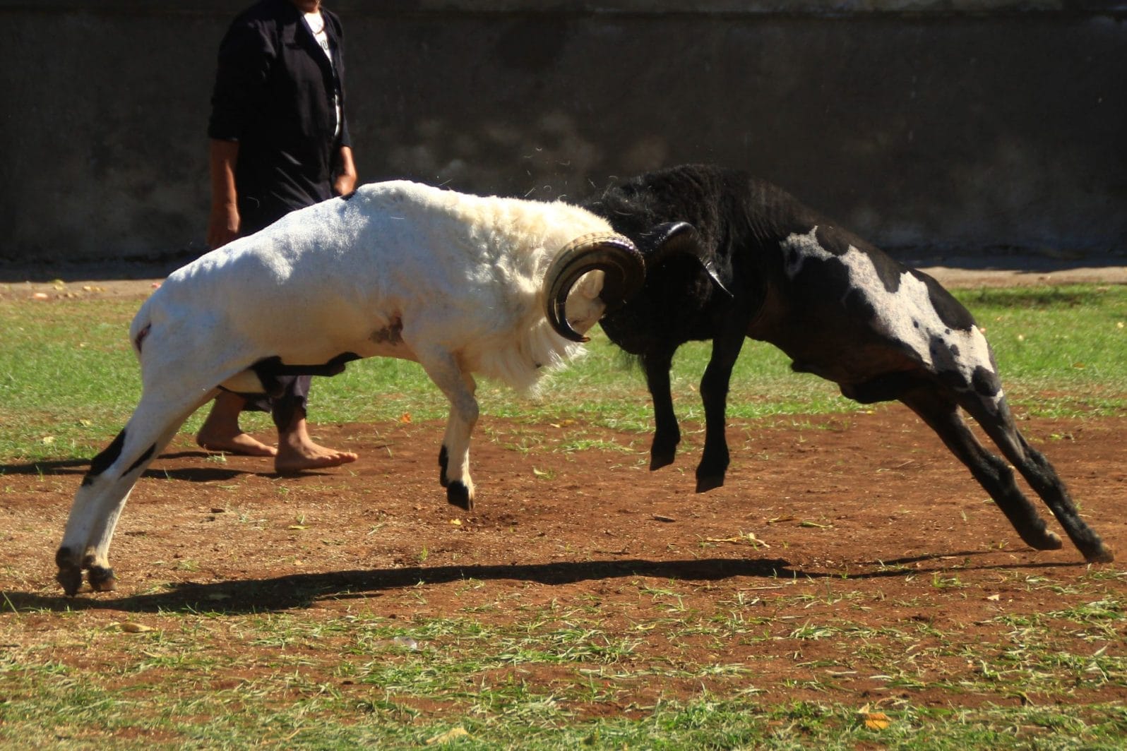goat fighting