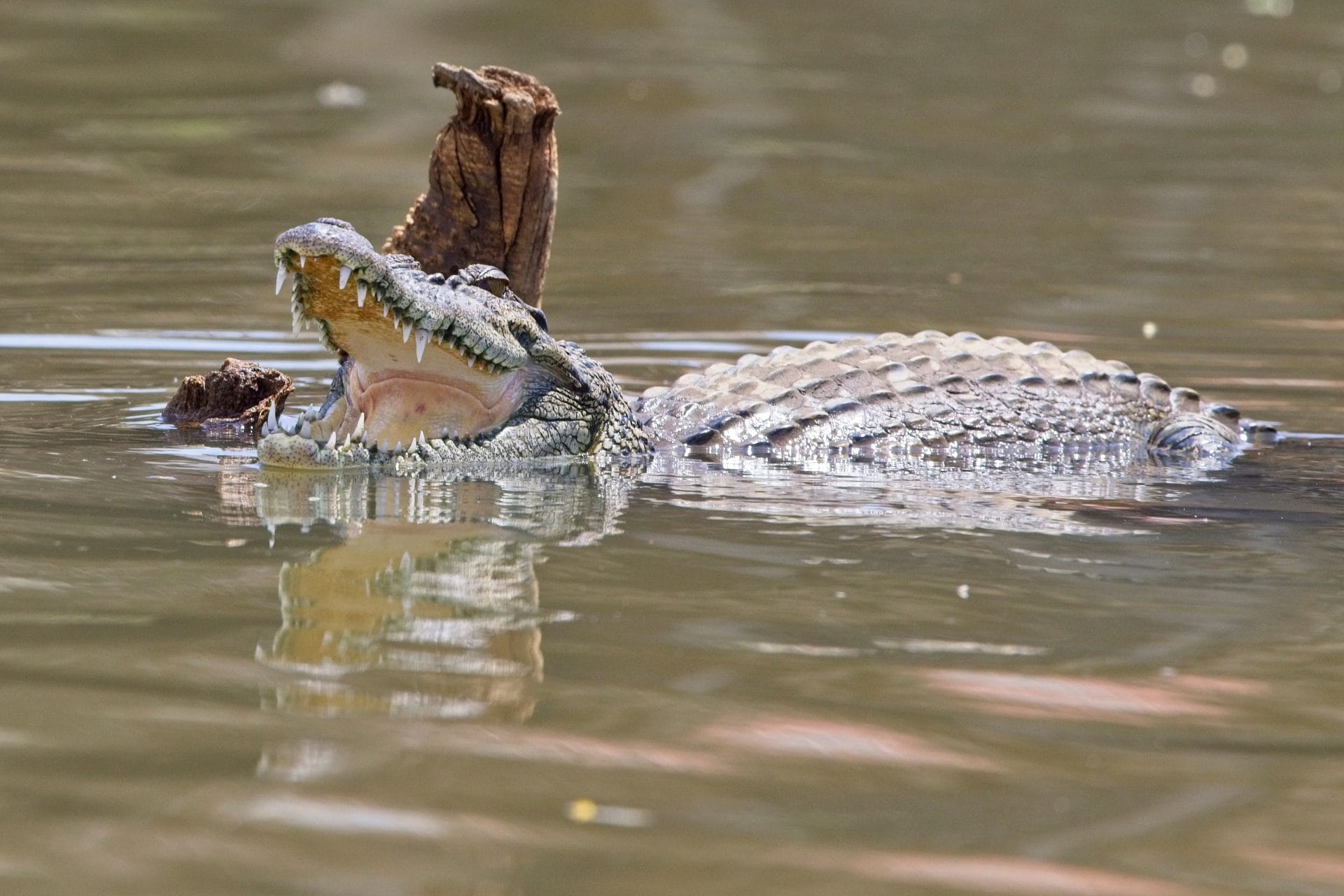 Crocodile