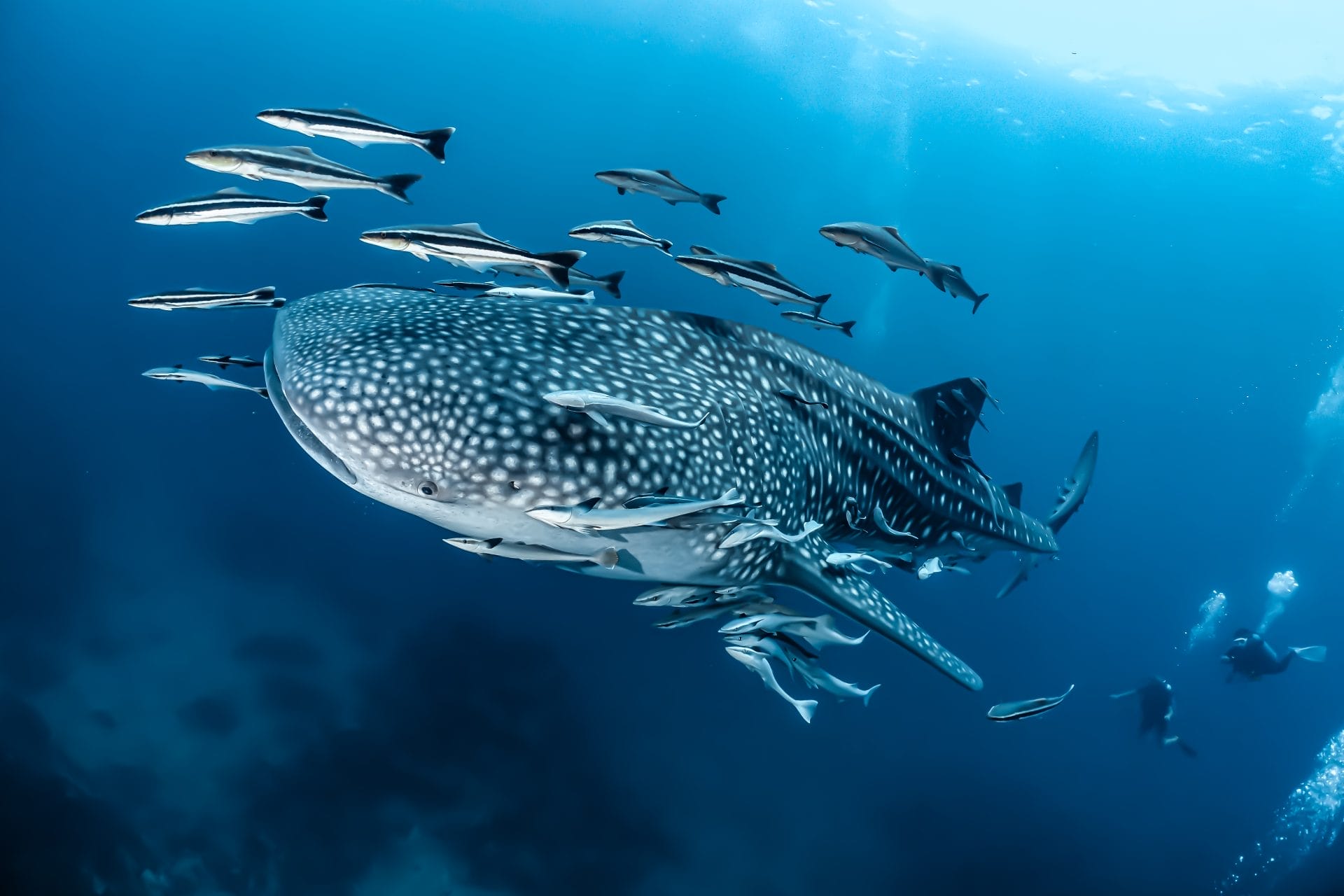 Shark and fish swimming together