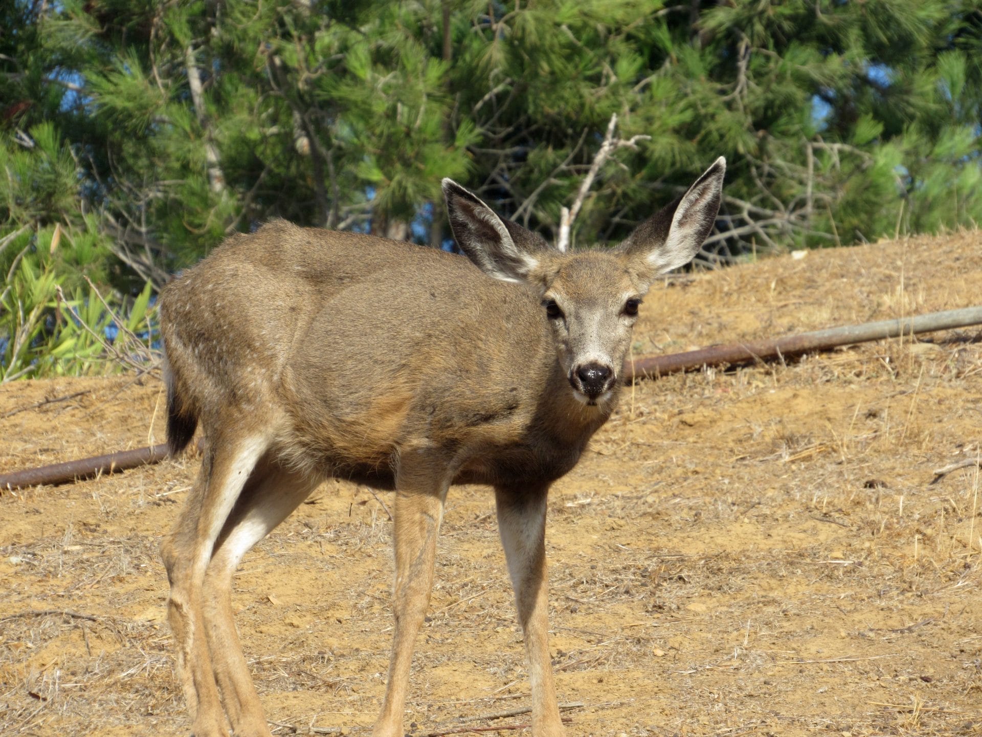 Deer