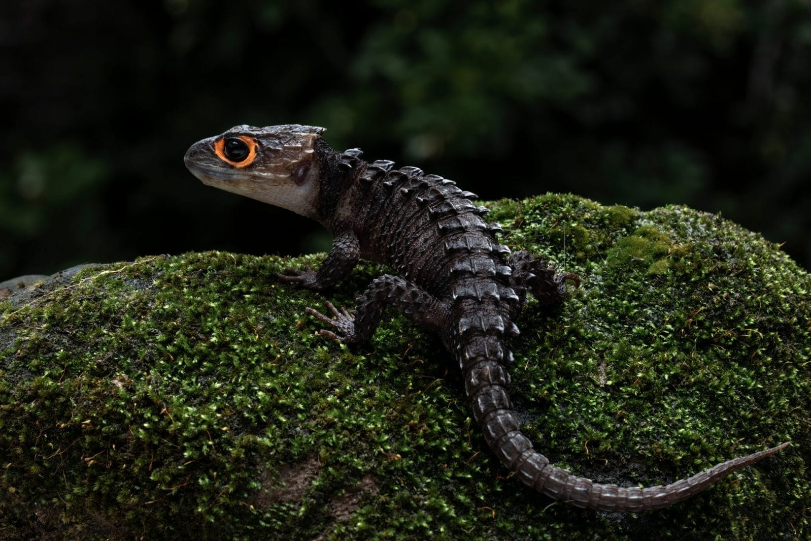 red eyed crocodile skink