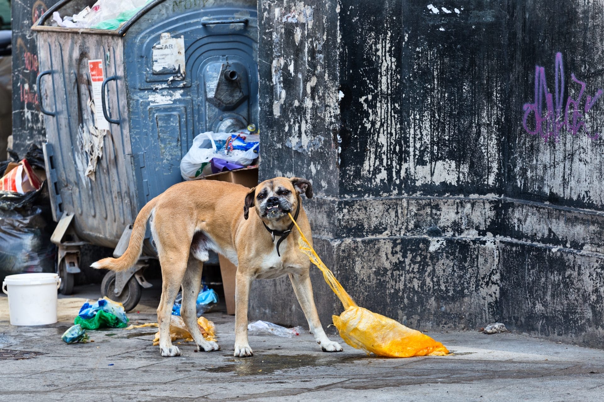Dog chewing on plastic next to dumpster