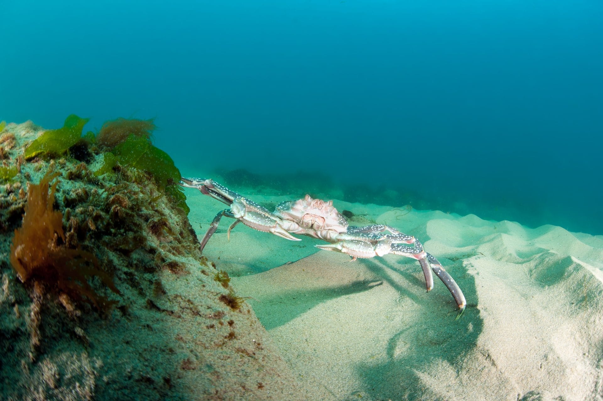 Snow crab