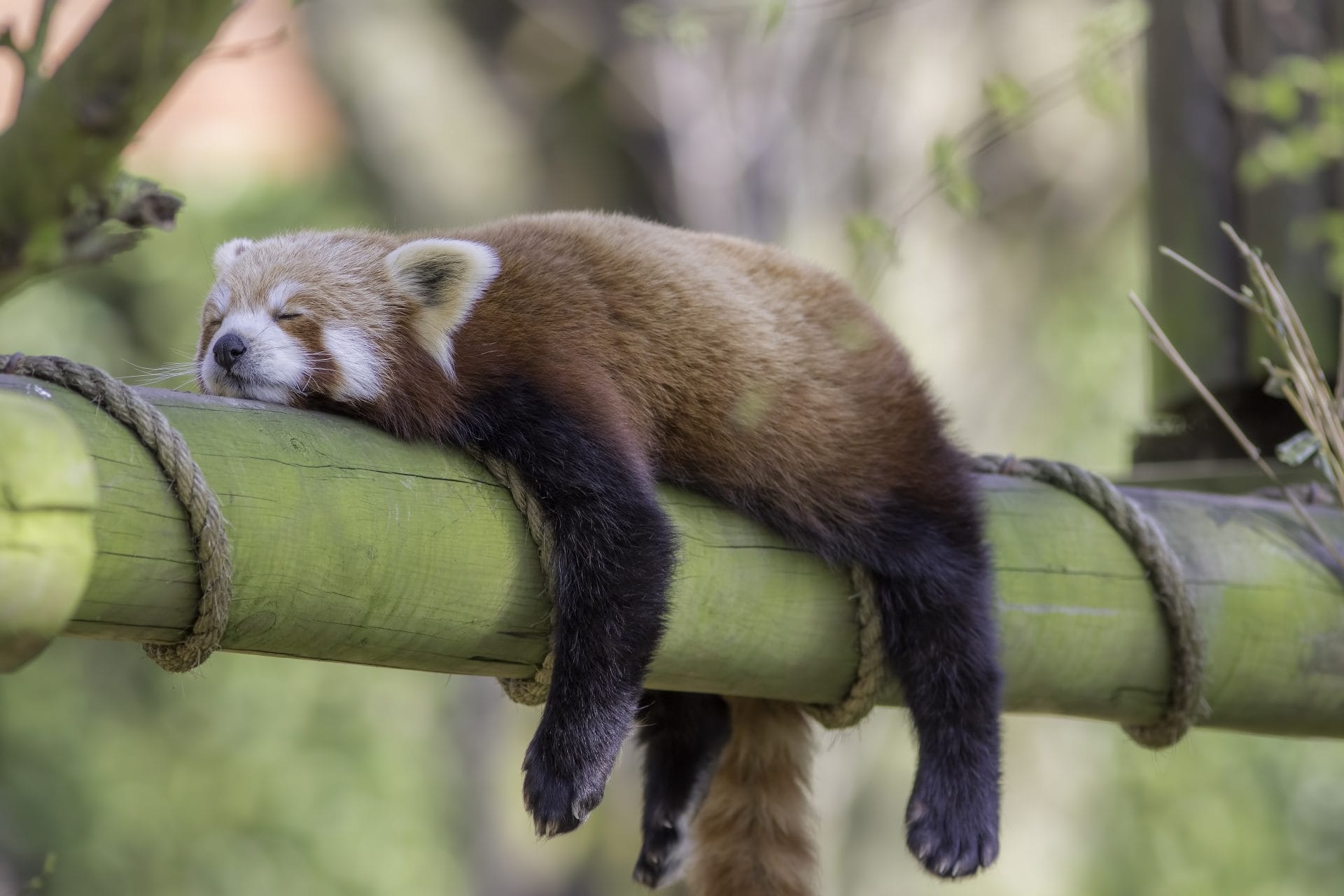 Red Panda sleeping