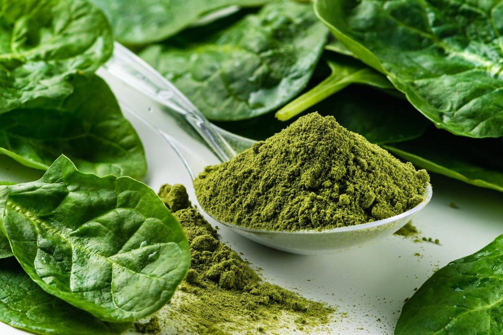 spoonful of spinach powder amongst leaves of spinach