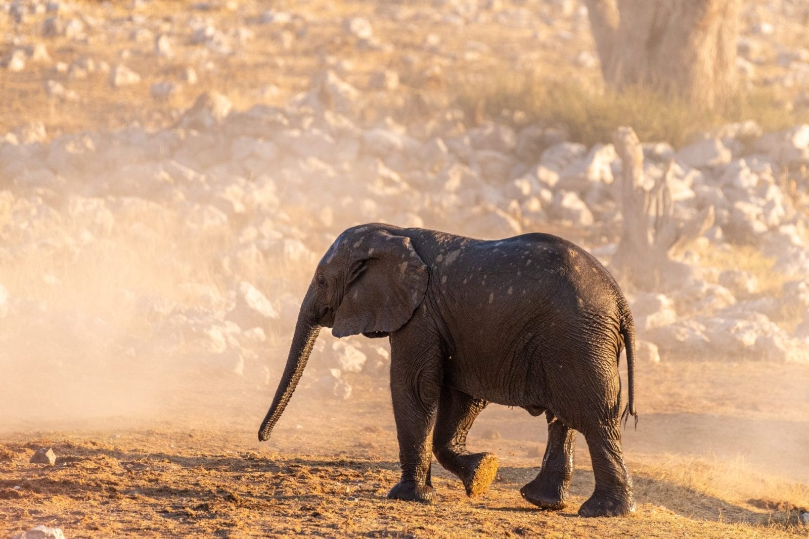 baby elephant emerging from dust bath
