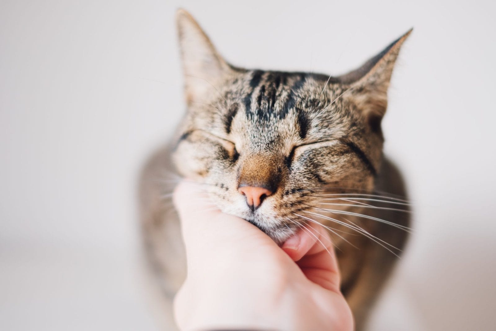 Happy rescue cat enjoys scratches