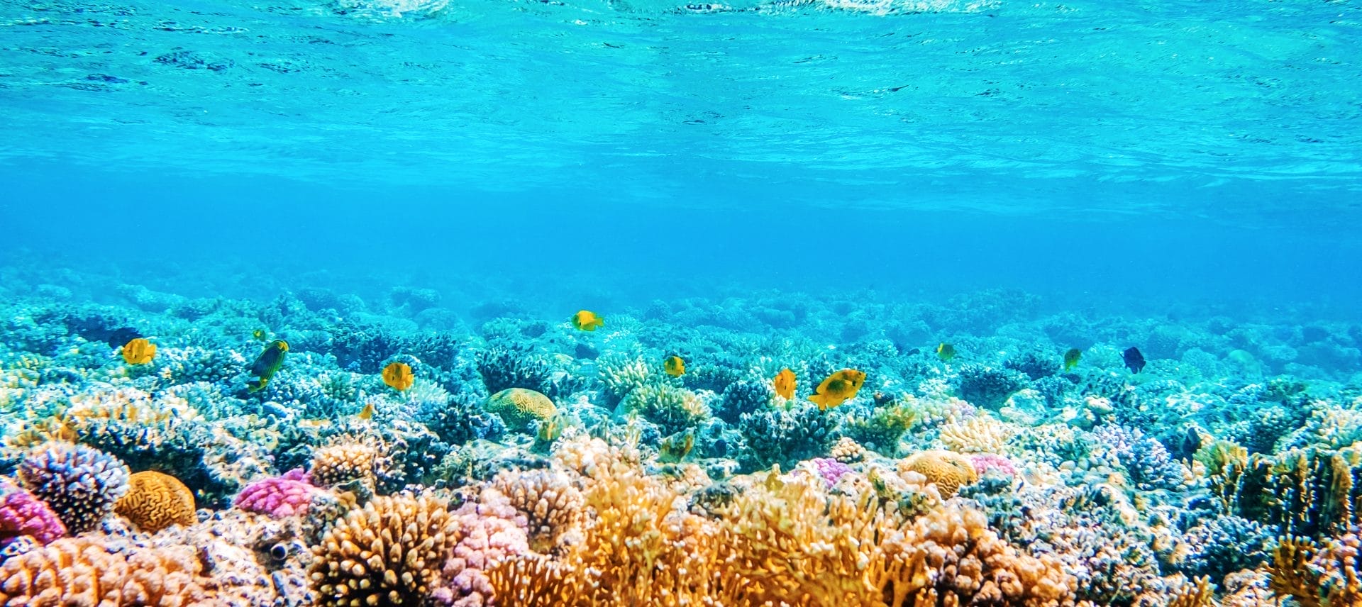 Coral reefs
