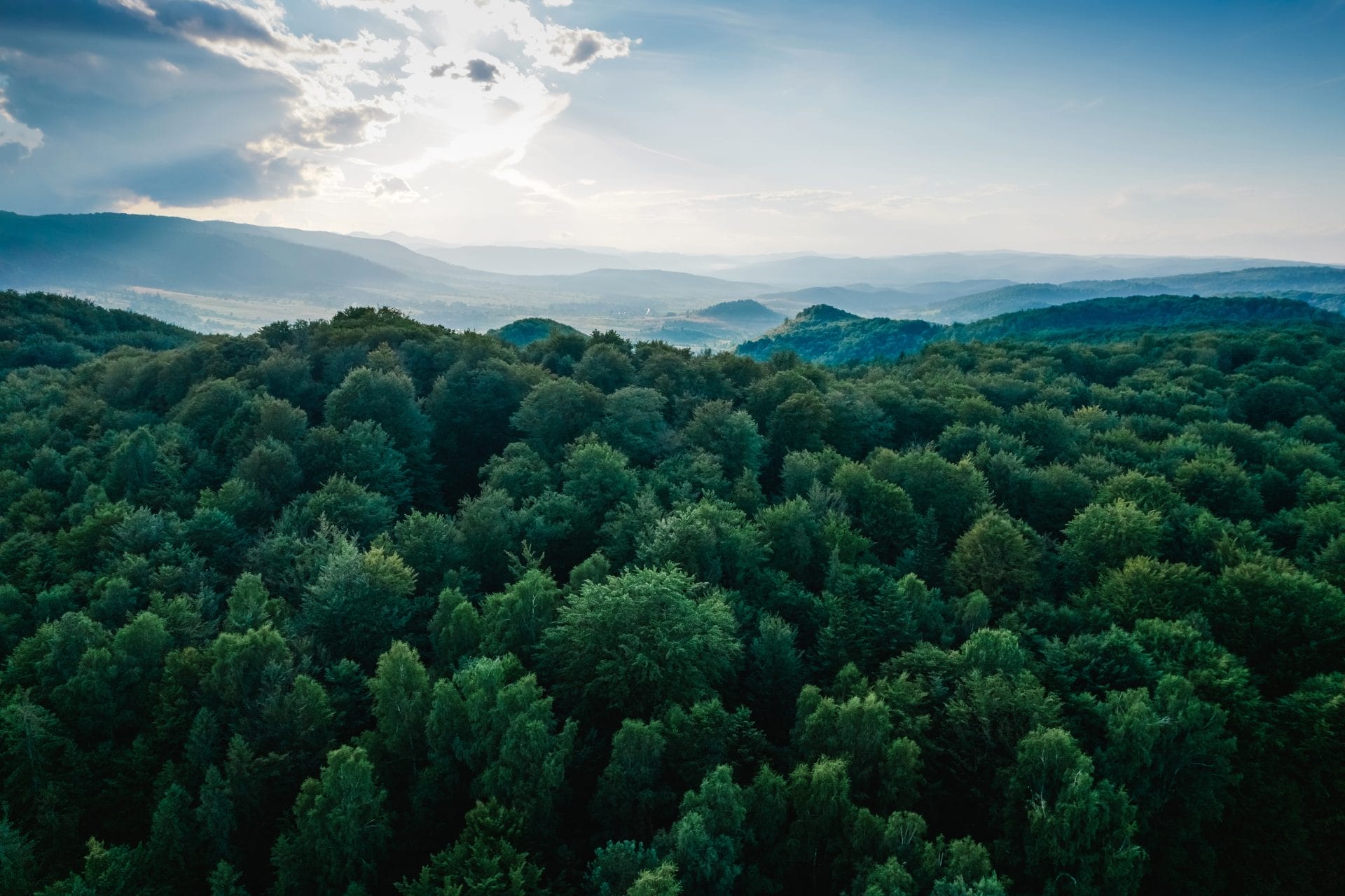 Trees