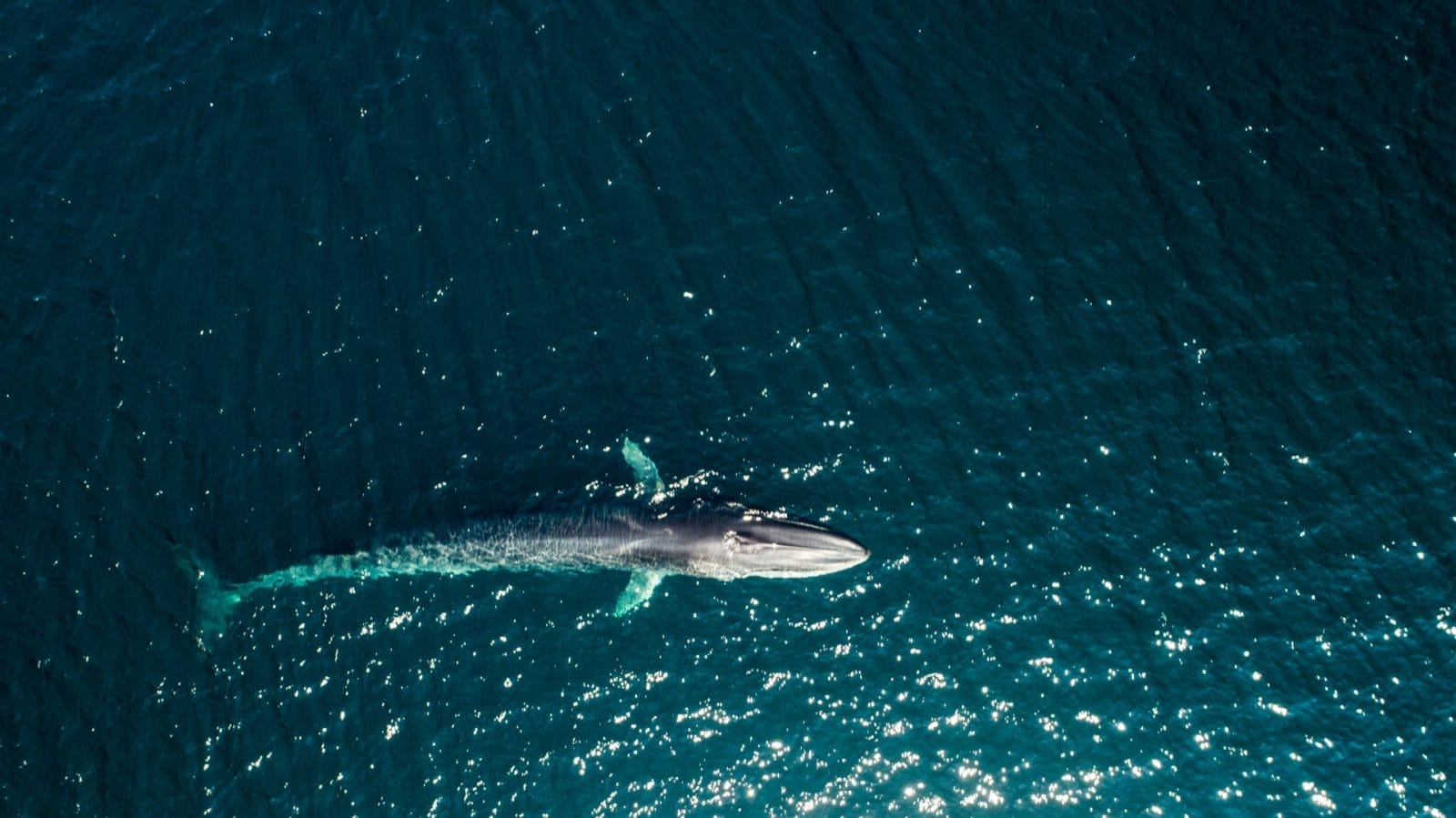 aerial view of fin whale