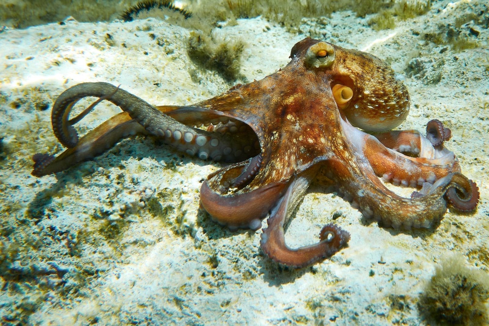 octopus