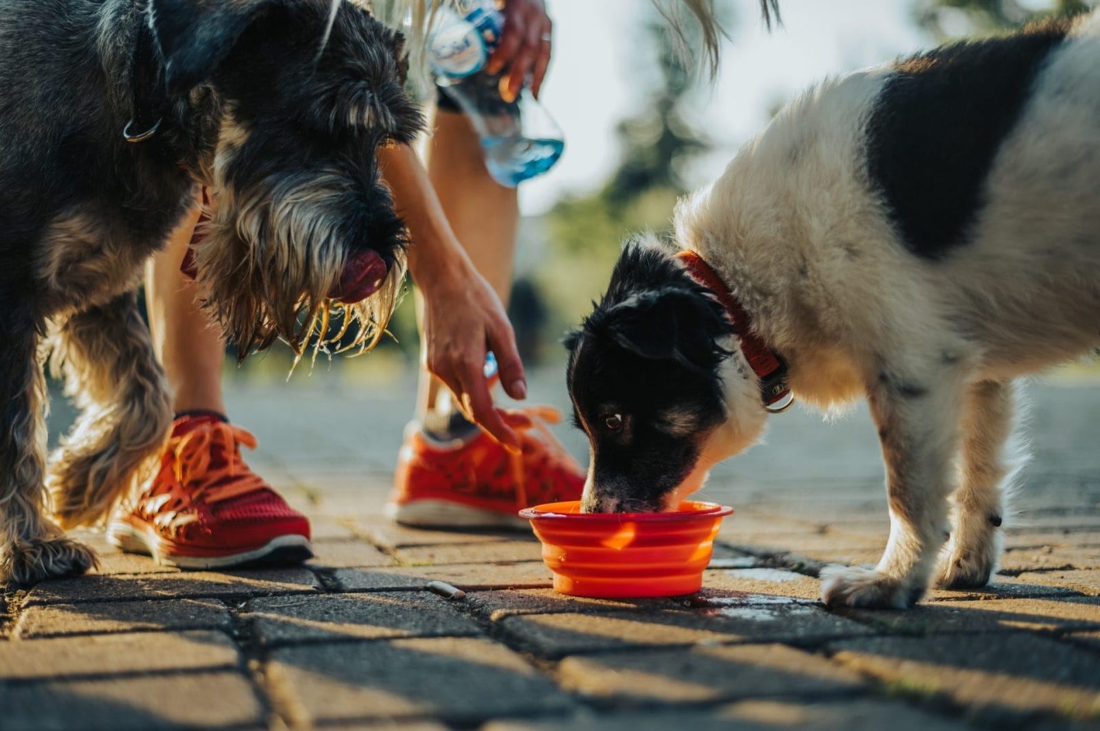 reusable portable dog bowl