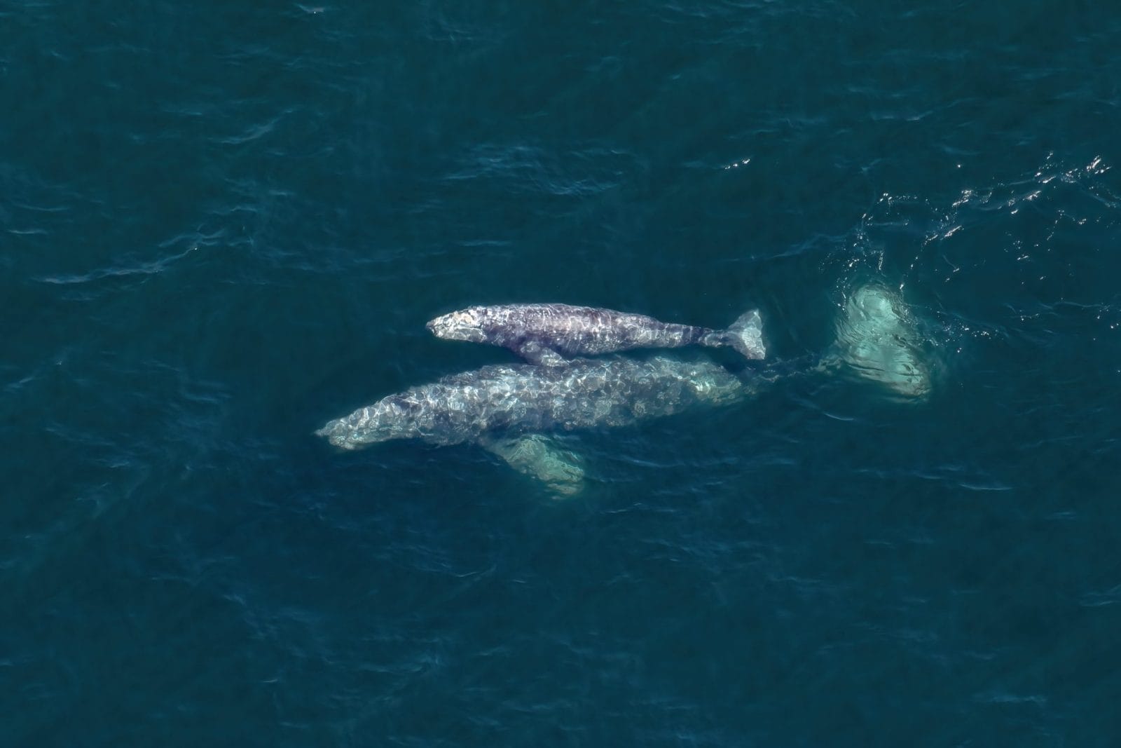 gray whale