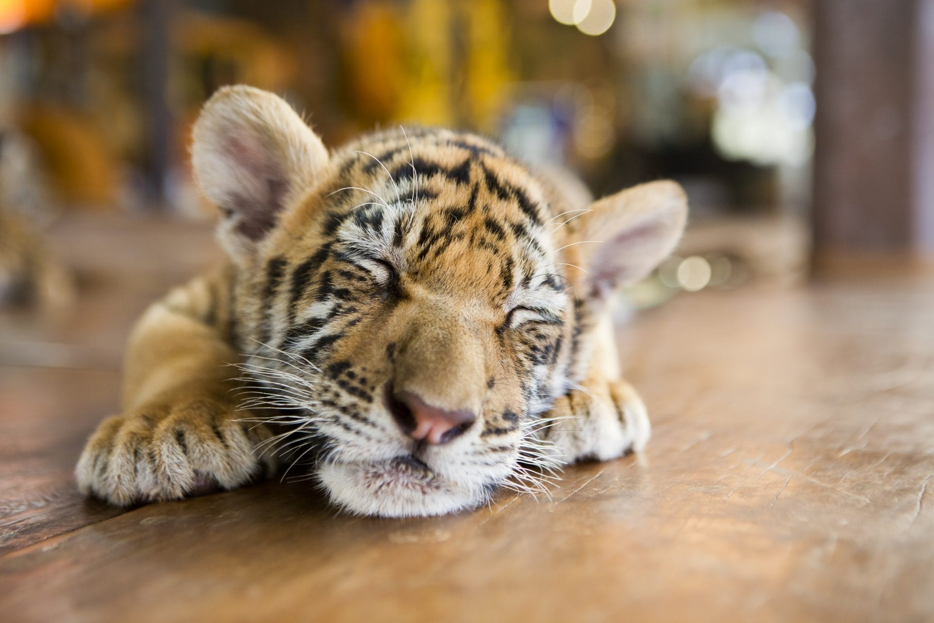 Tiger cub