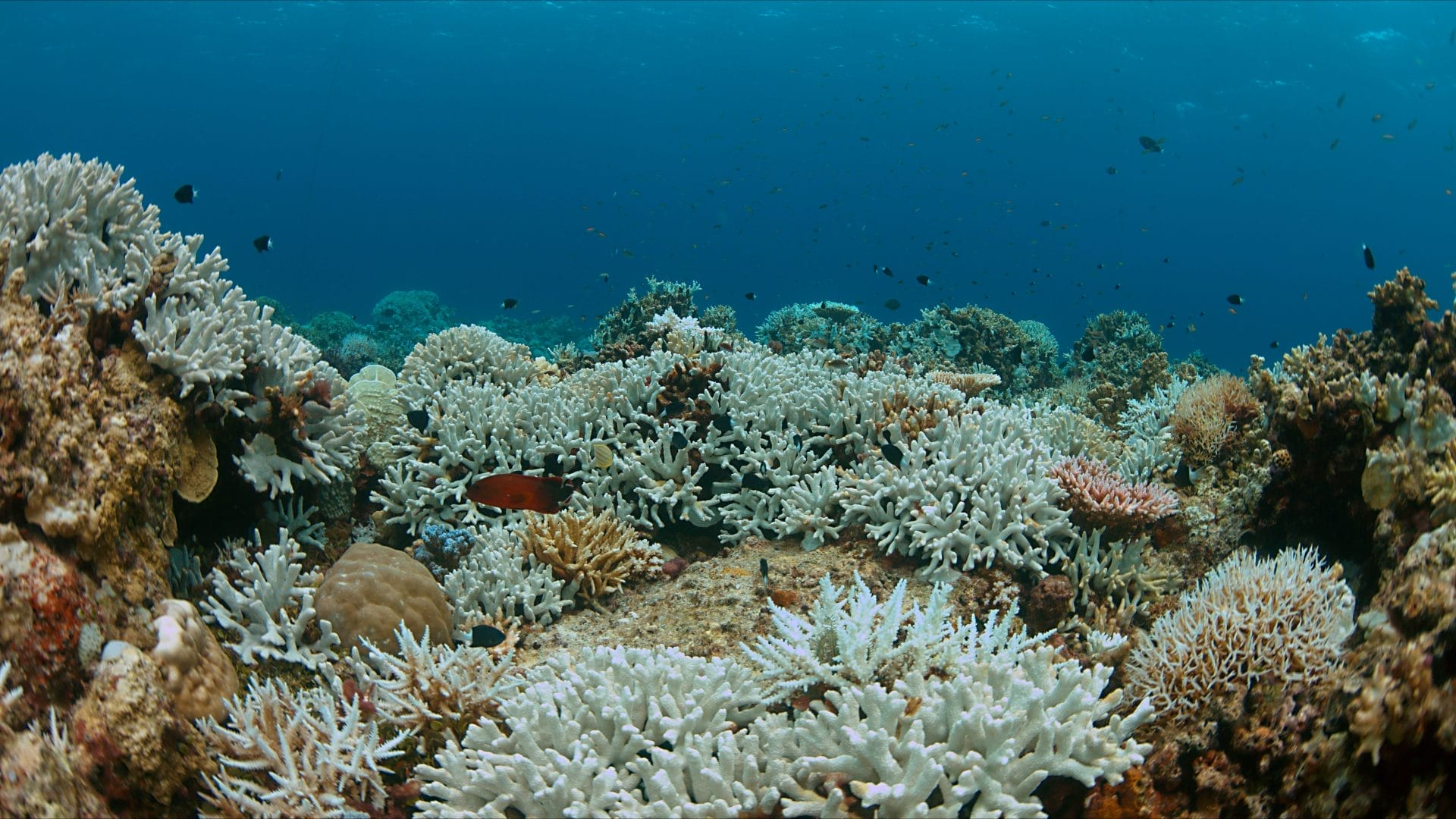 Coral reefs